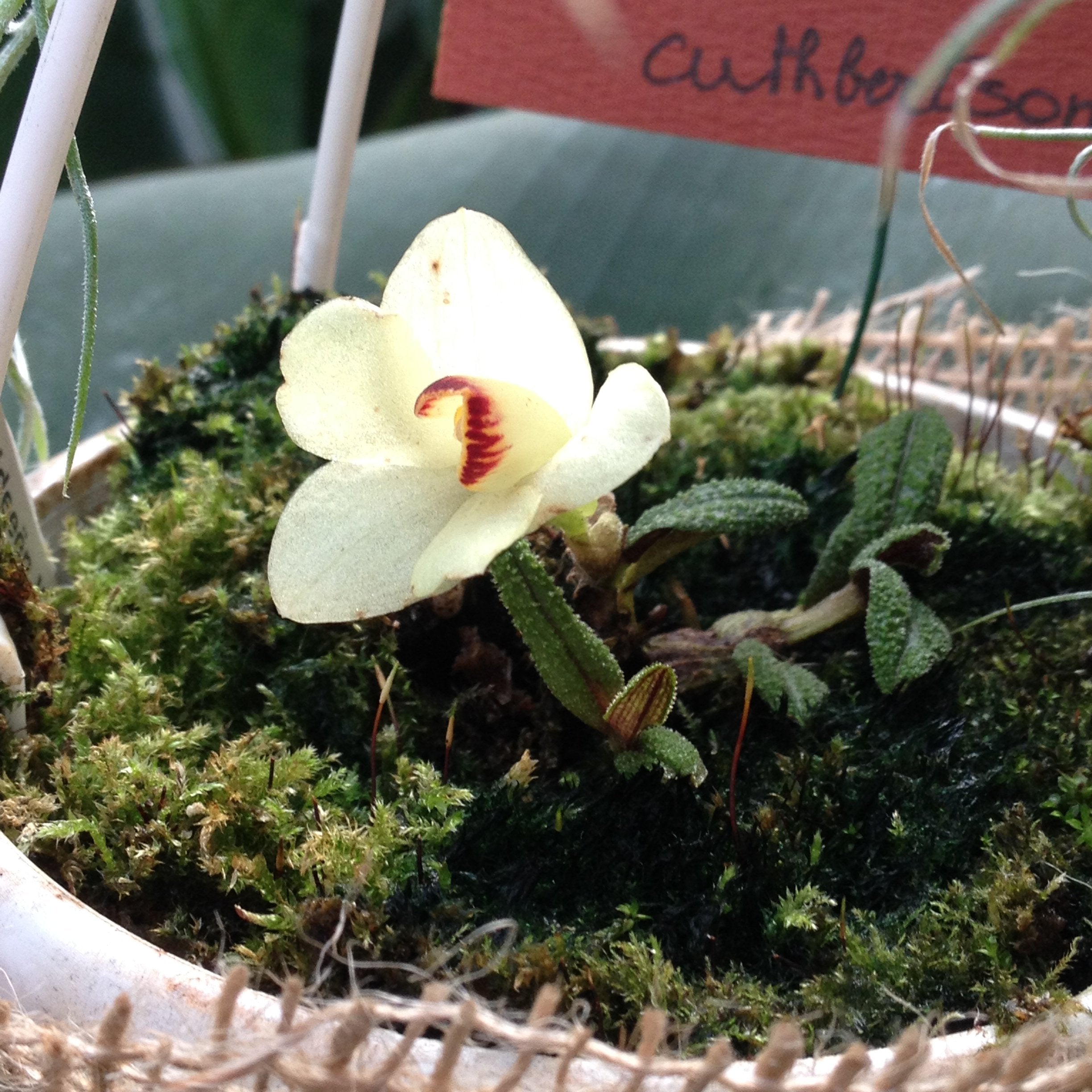 Dendrobium cuthbersonii "White"