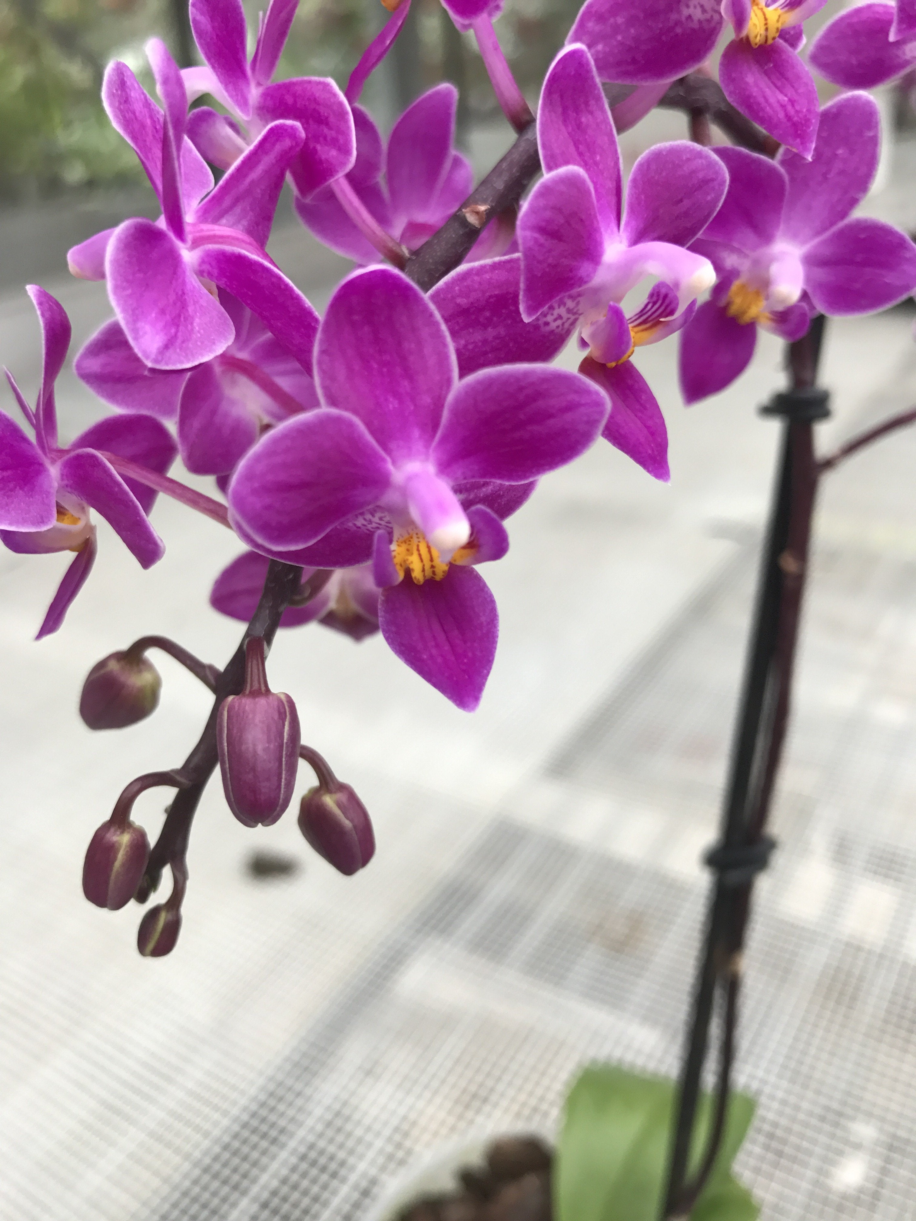 Phalaenopsis equestris "B#100" AM/AOS "Dark Purple"