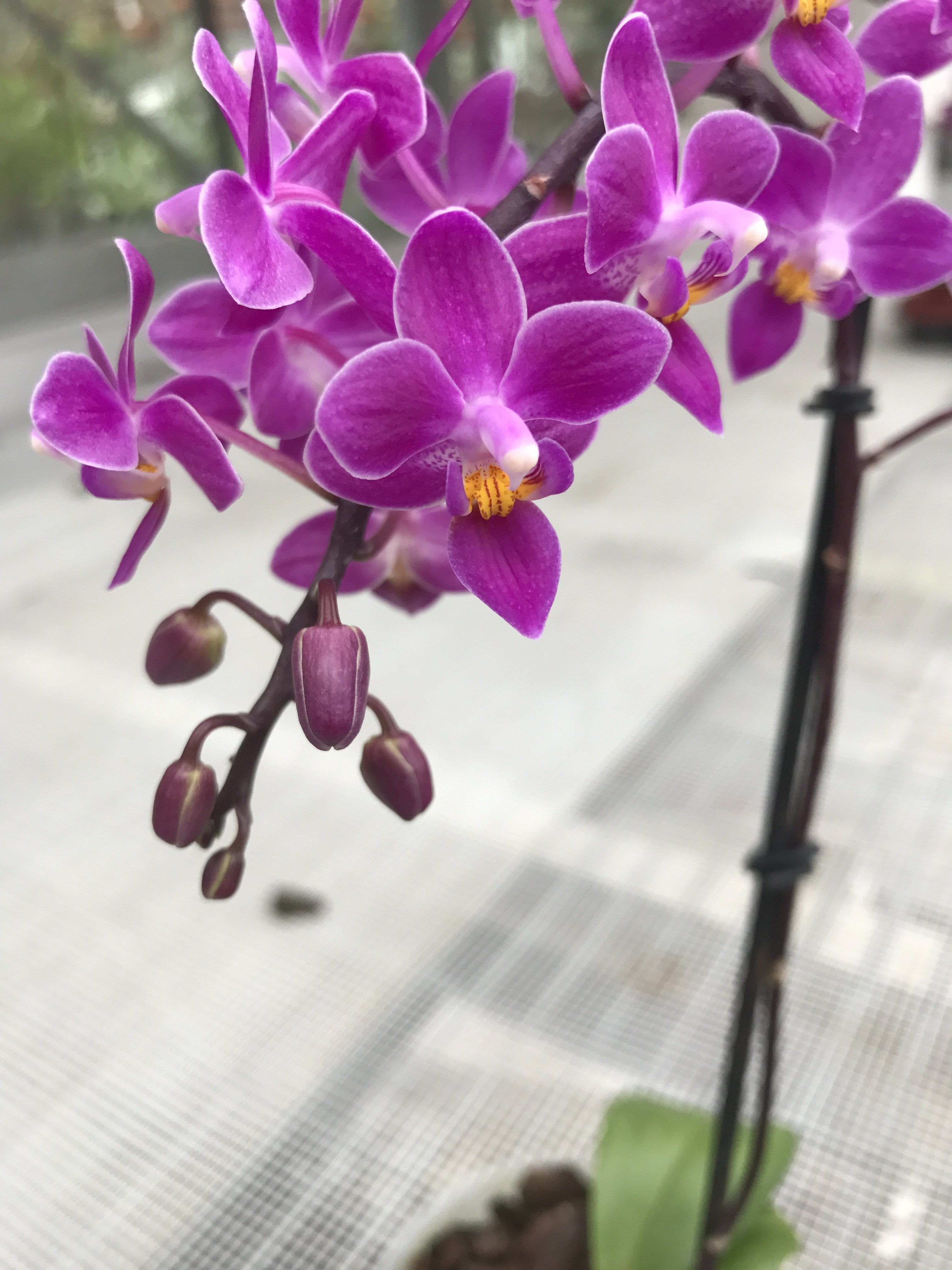 Phalaenopsis equestris "B#100" AM/AOS "Dark Purple"