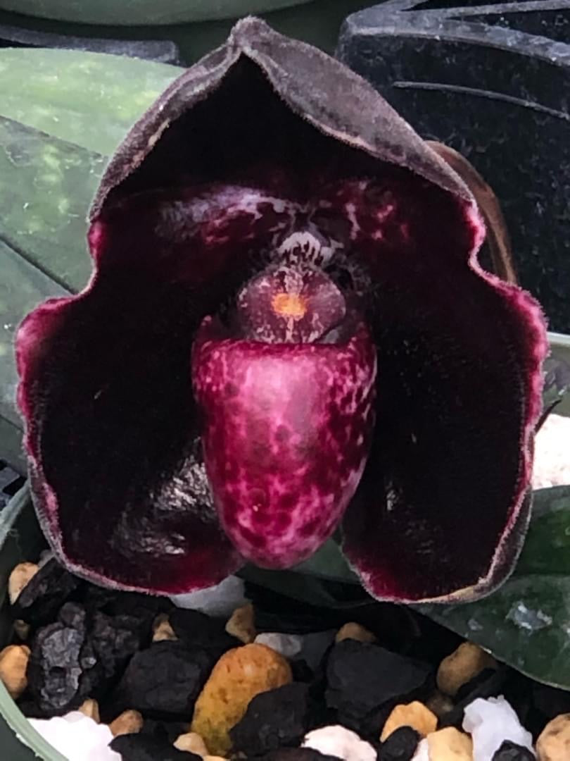Paphiopedilum leucochilum (''Black'' x Dark 1#) Small
