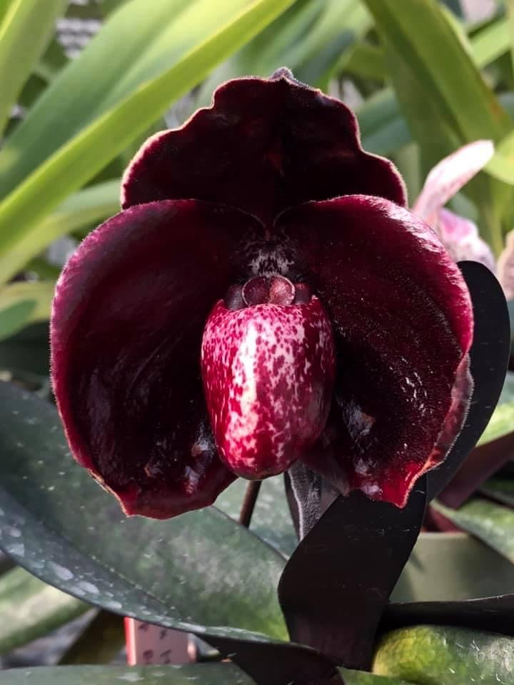 Paphiopedilum leucochilum ''Black'' ( Dark Galaxy) Big Plant