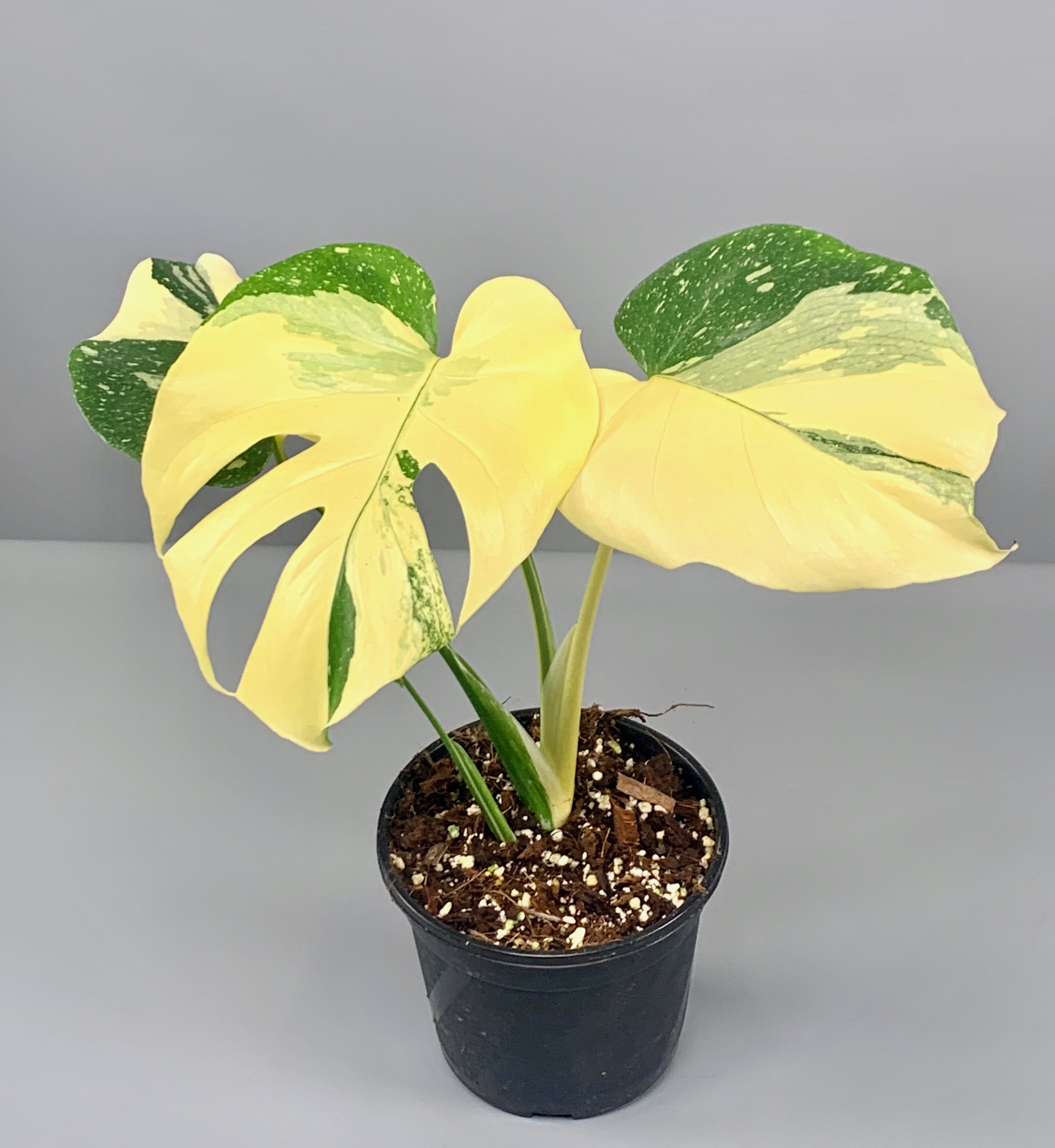 Monstera Thai Constellation "Almost full Moon" (3/4 leaves)