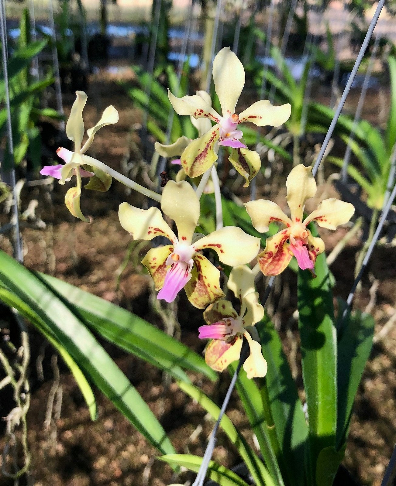 Vanda lamellata "Okinawa"
