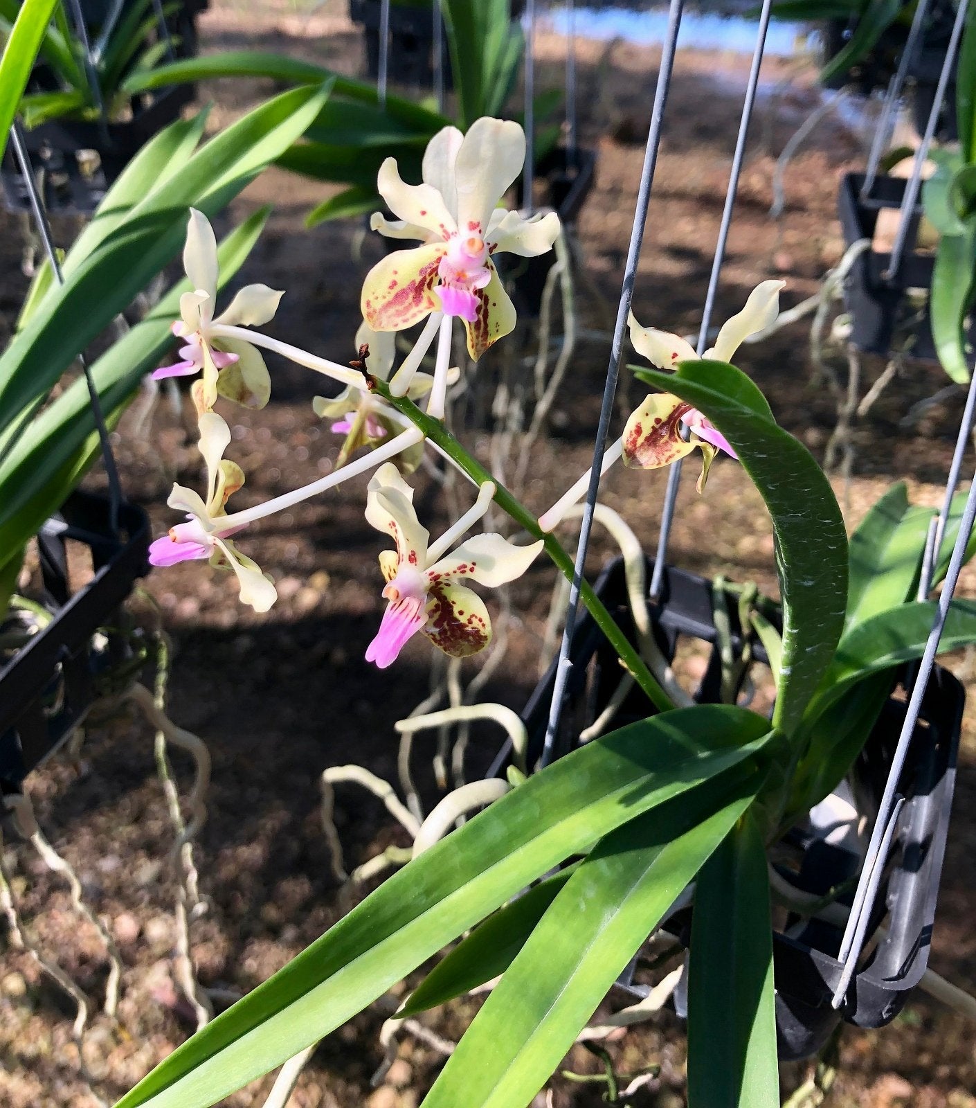 Vanda lamellata "Okinawa"