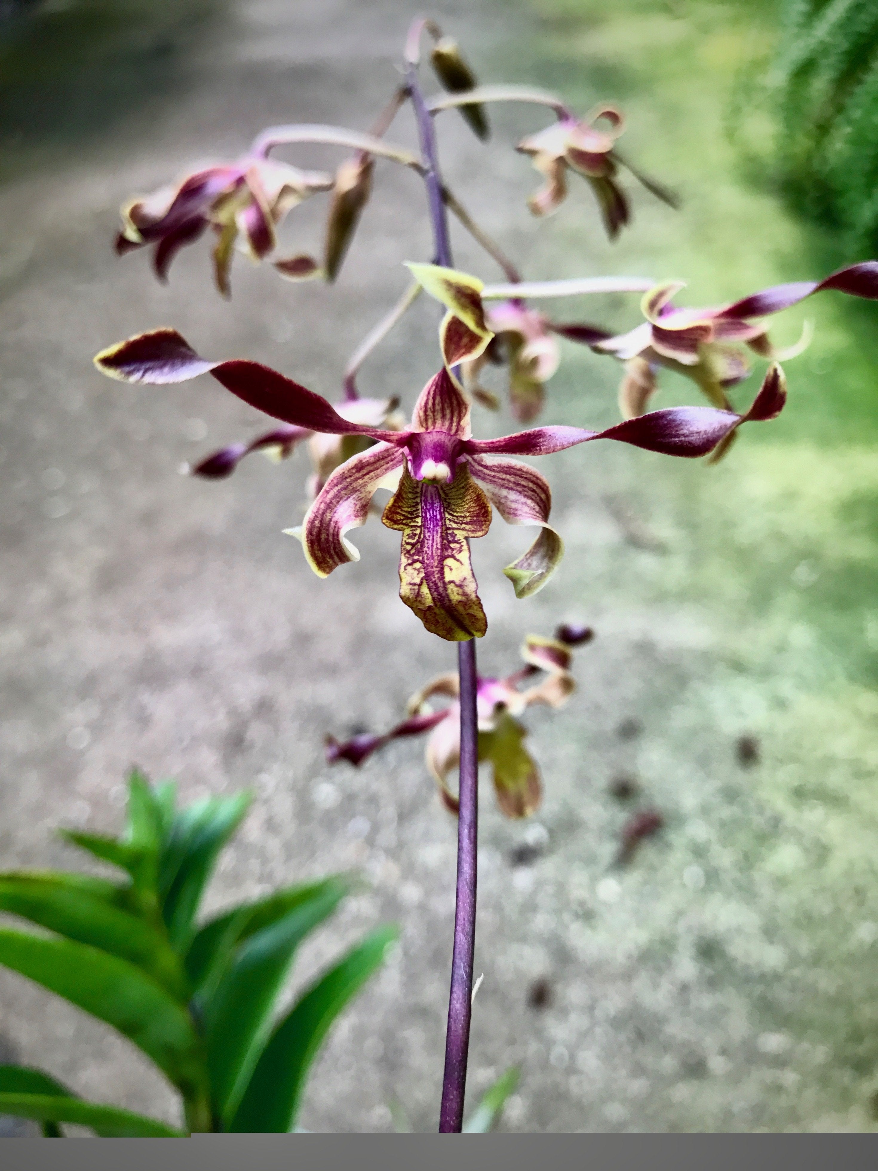 Dendrobium Jairak Firehorn "Spider"