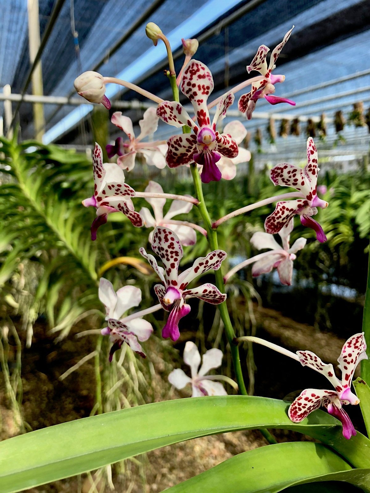 Vanda lamellata x Vanda tricolor var. suavis