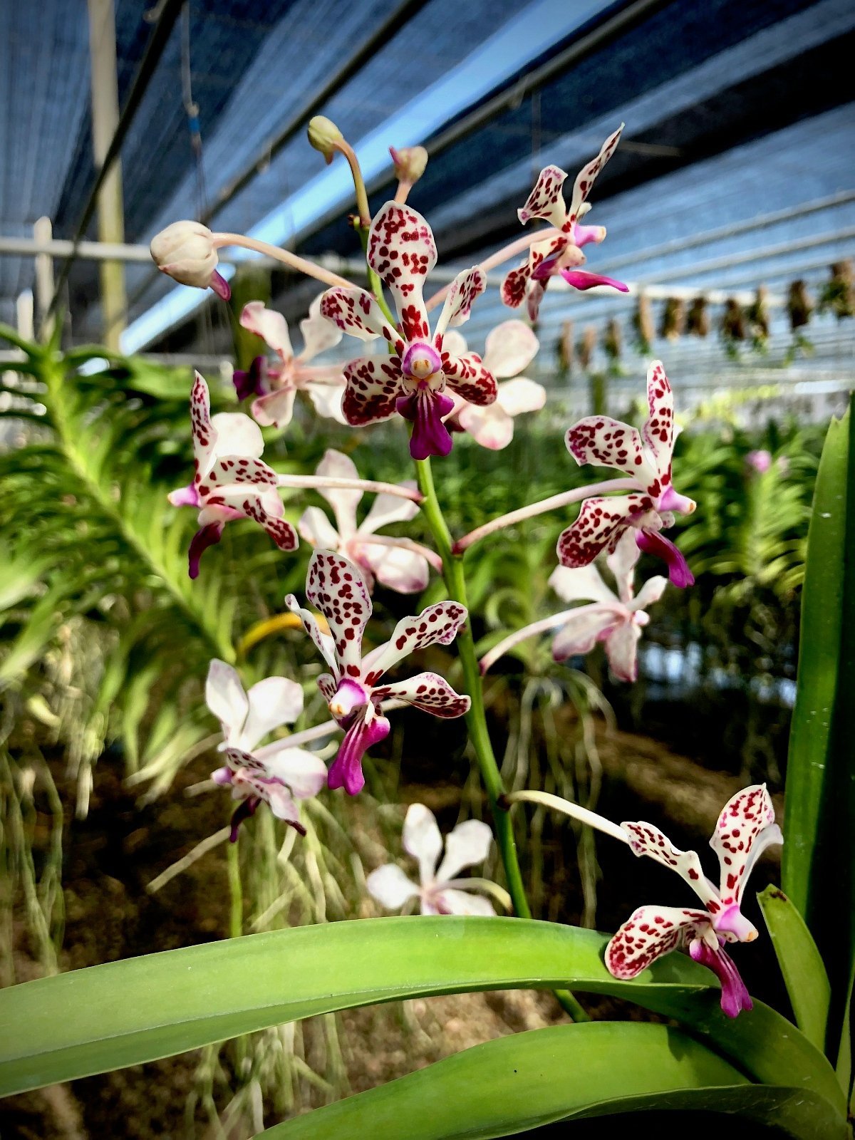 Vanda lamellata x Vanda tricolor var. suavis
