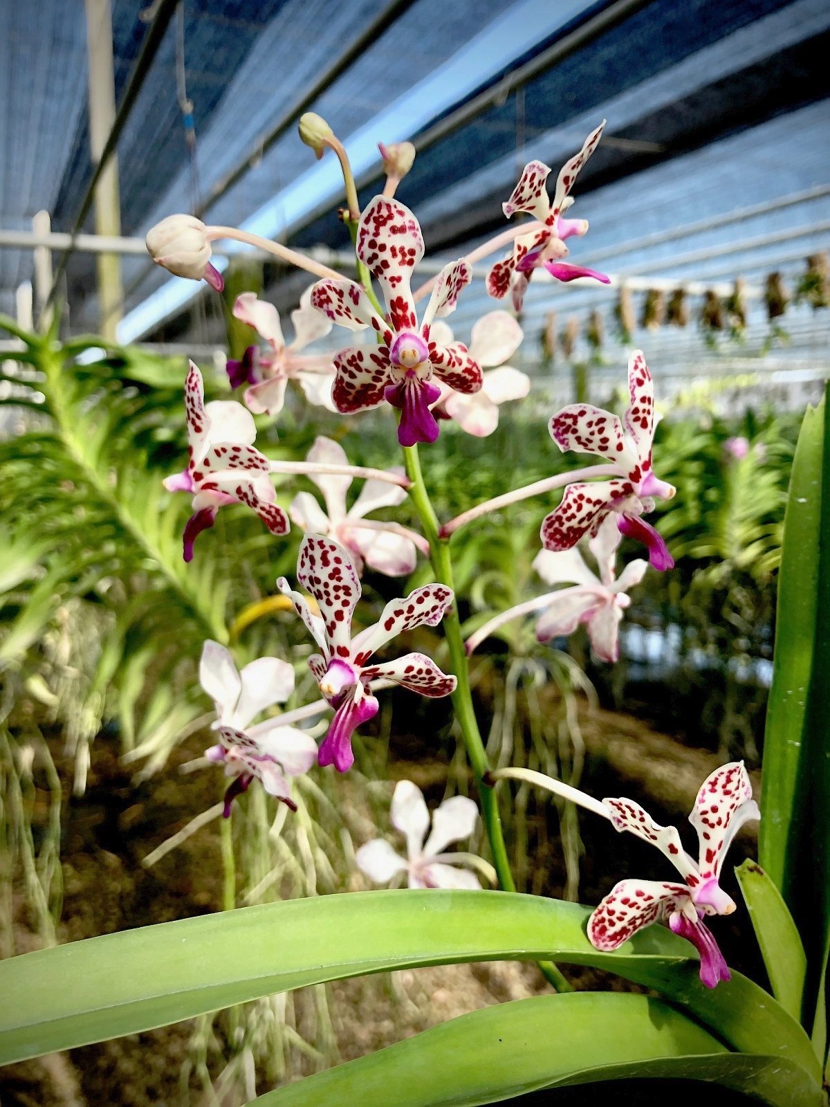 Vanda lamellata x Vanda tricolor var. suavis
