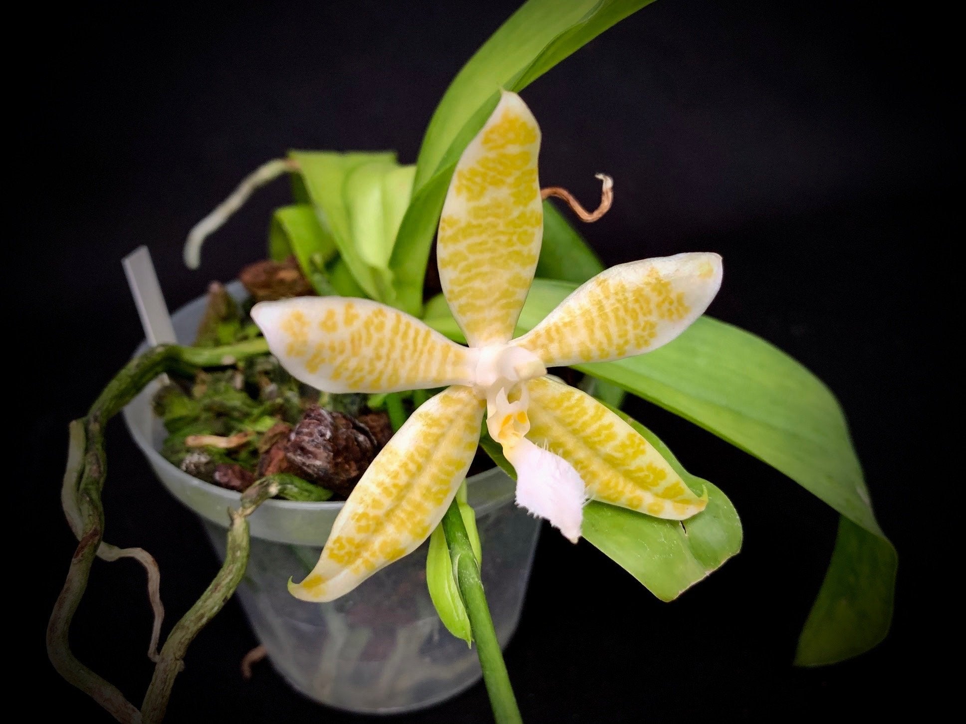 Phalaenopsis hieroglyphica alba 4N