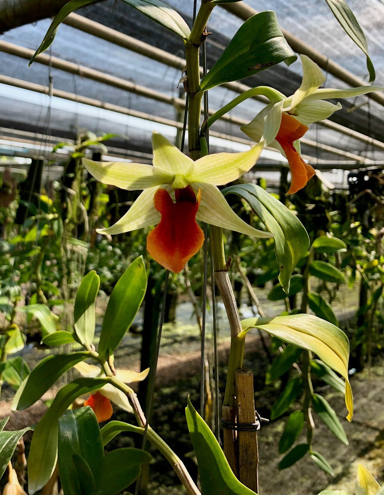 Dendrobium Hsinying Frosty Maree x Dendrobium tobaense