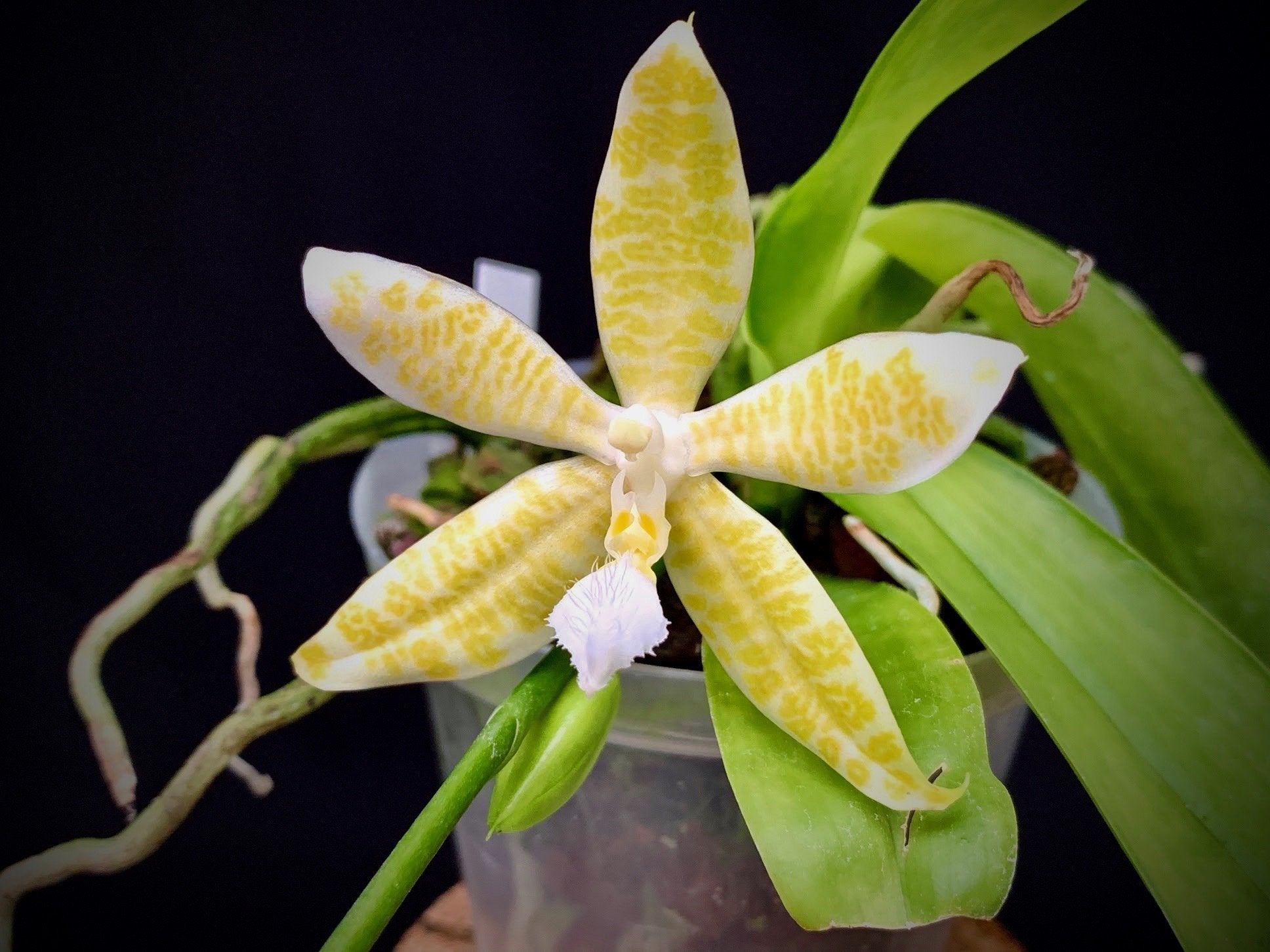 Phalaenopsis hieroglyphica alba 4N