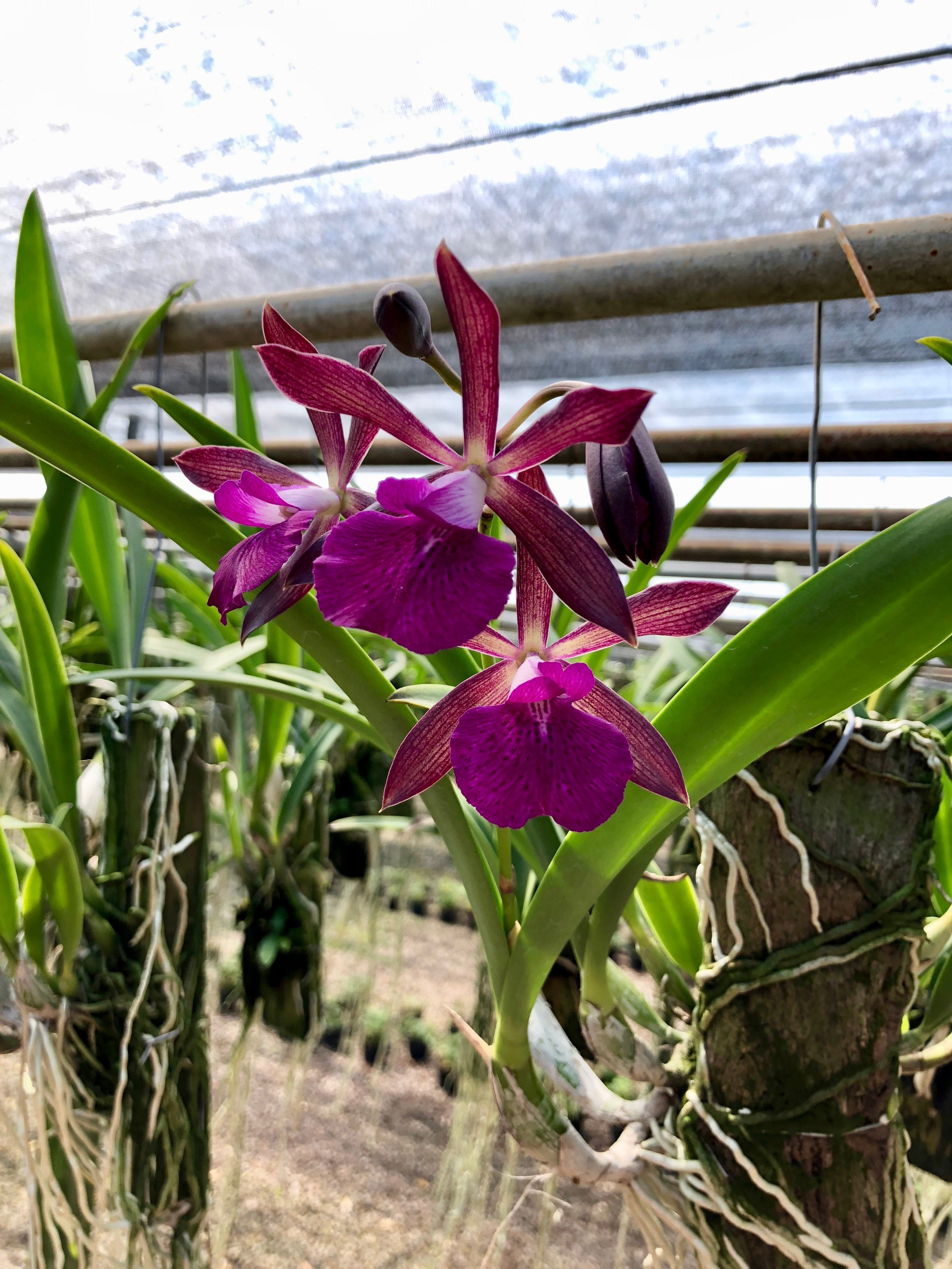 Brassavola Jairak star x Enc. Ranedii