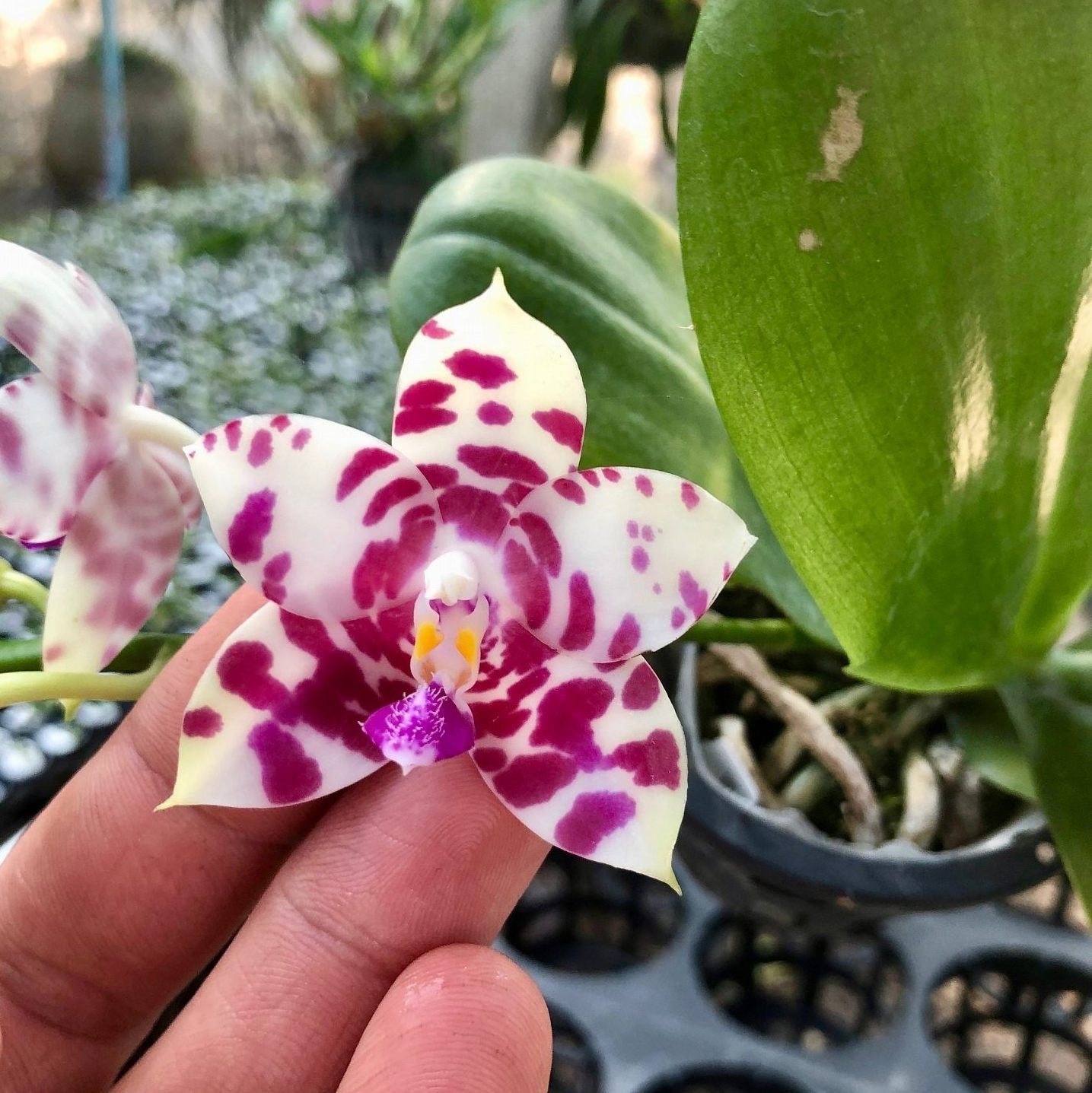 Phalaenopsis KS Super Zebra