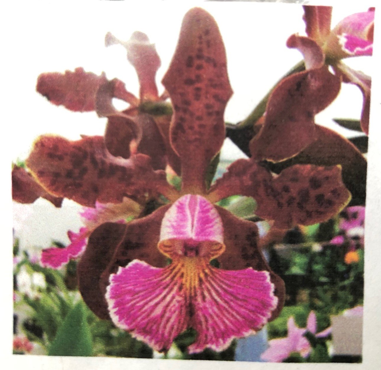 Cattleya schilleriana "Tipo Caliman"