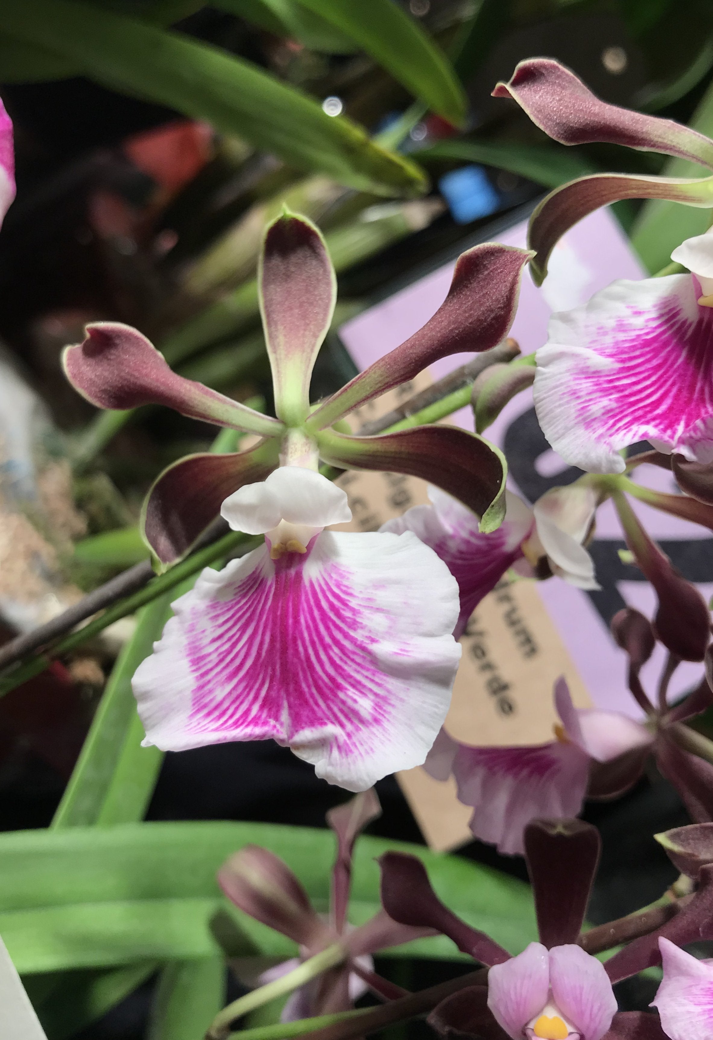 Encyclia cordigera semi alba