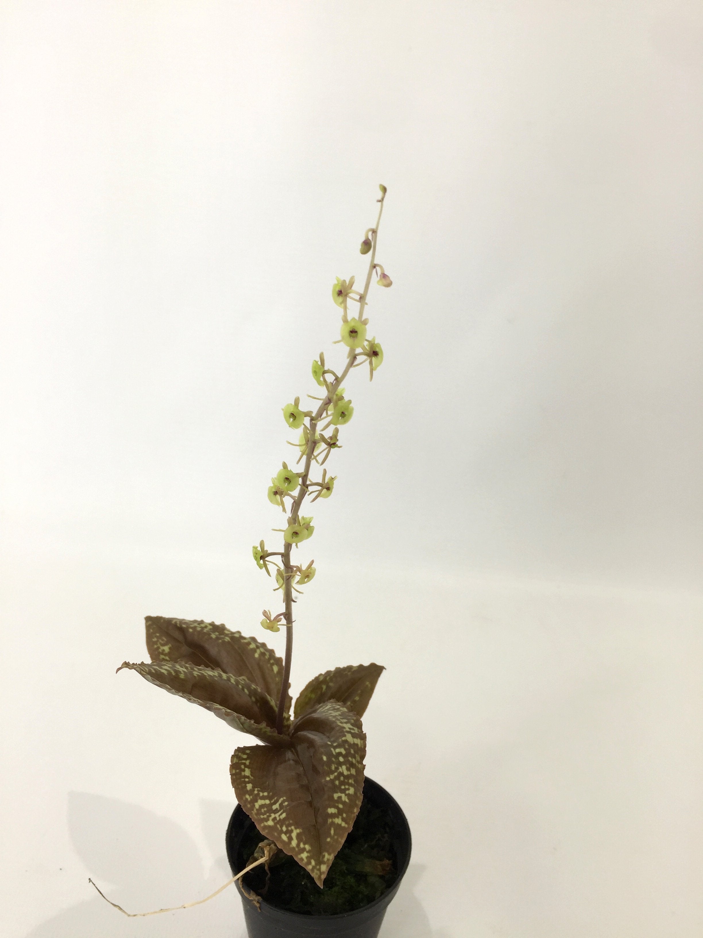 Crepidium calophyllum