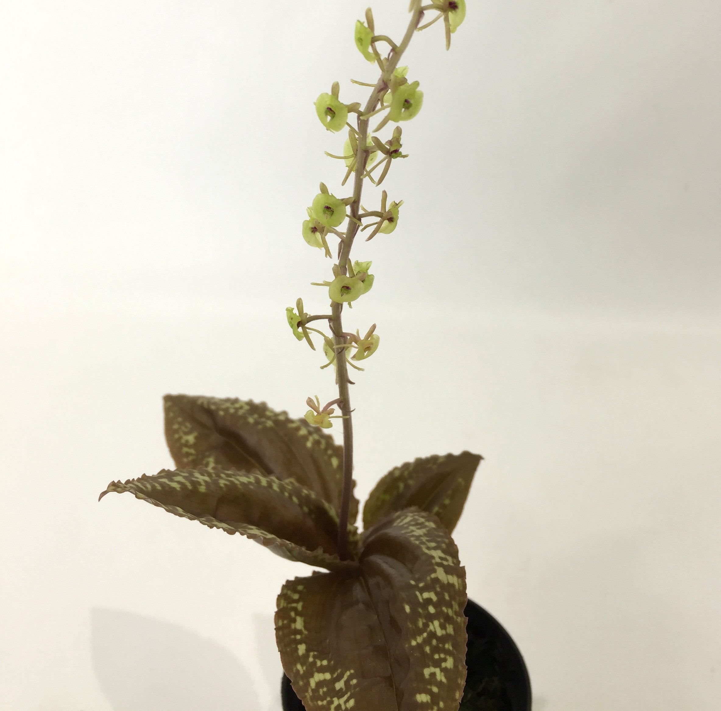 Crepidium calophyllum