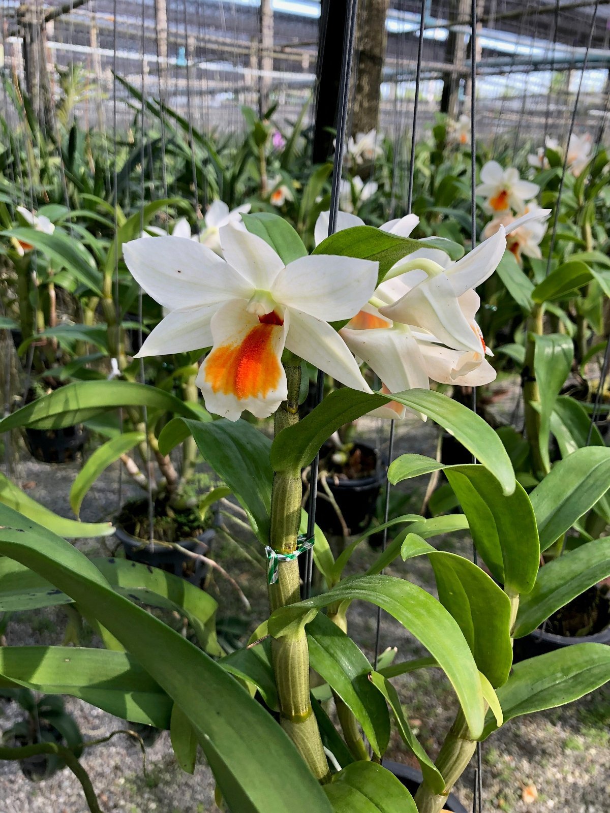 Dendrobium formosum "Myanmar" x Dendrobium Vergineum
