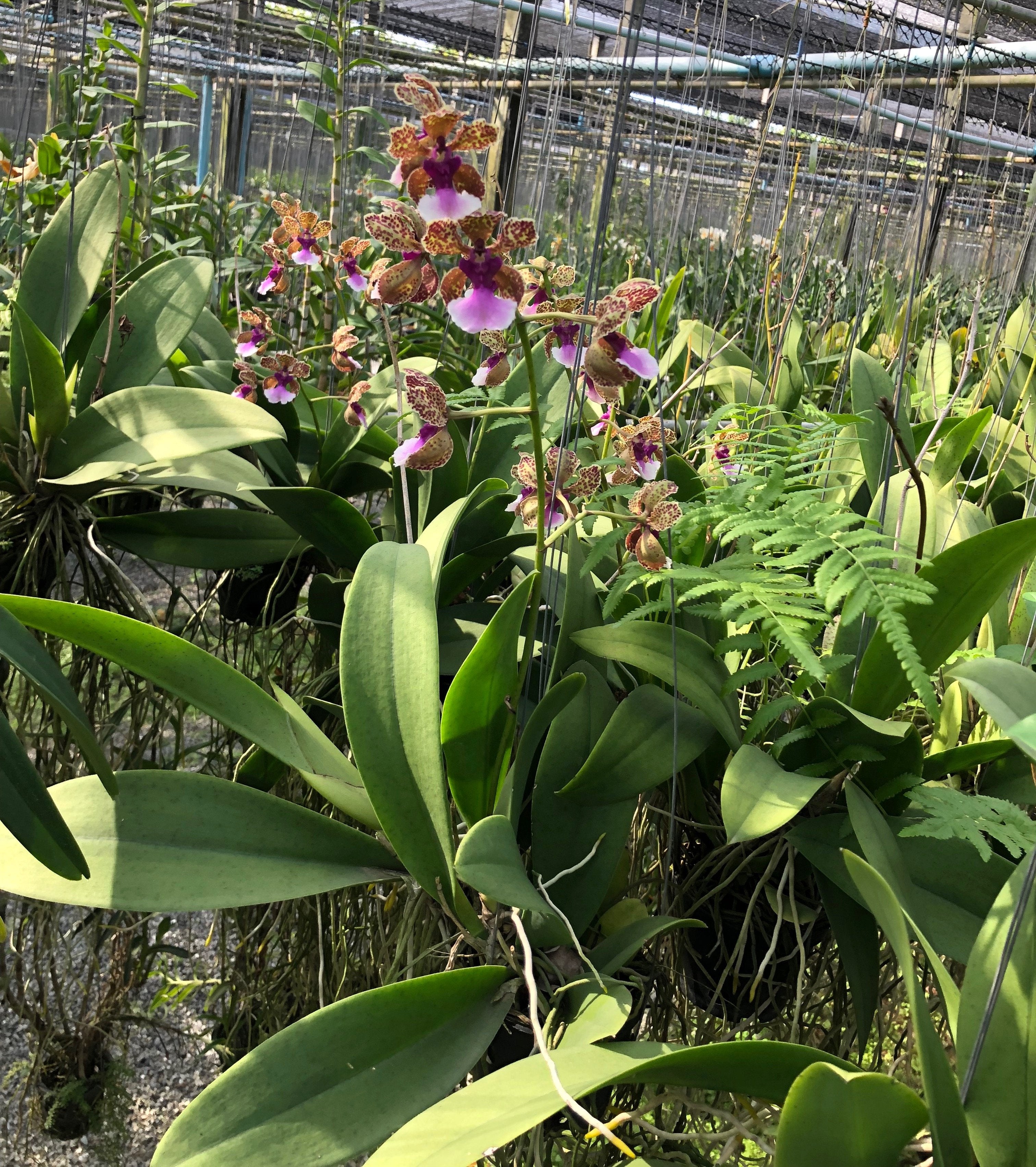 Trichocentrum lanceanum hybride