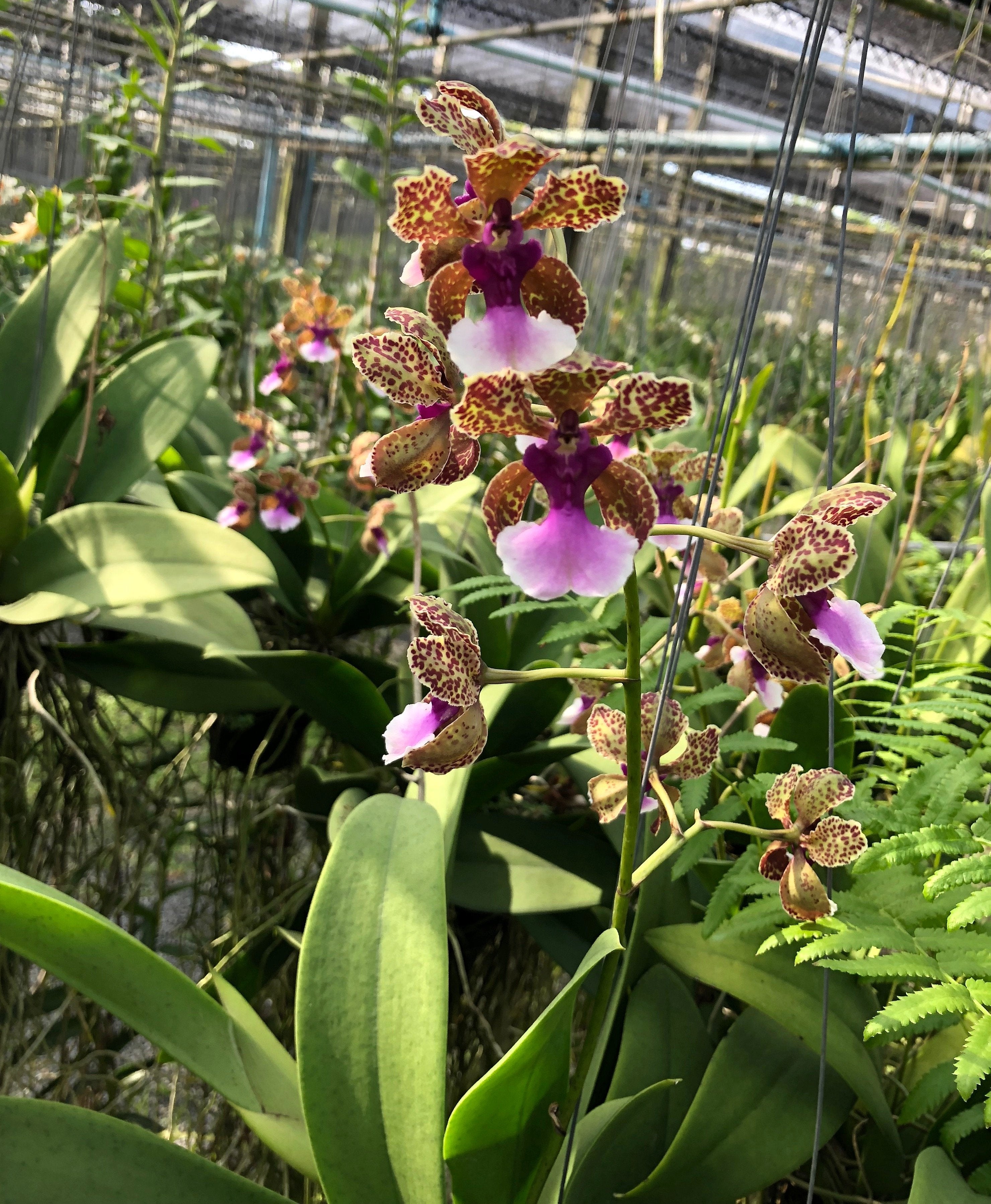 Trichocentrum lanceanum hybride