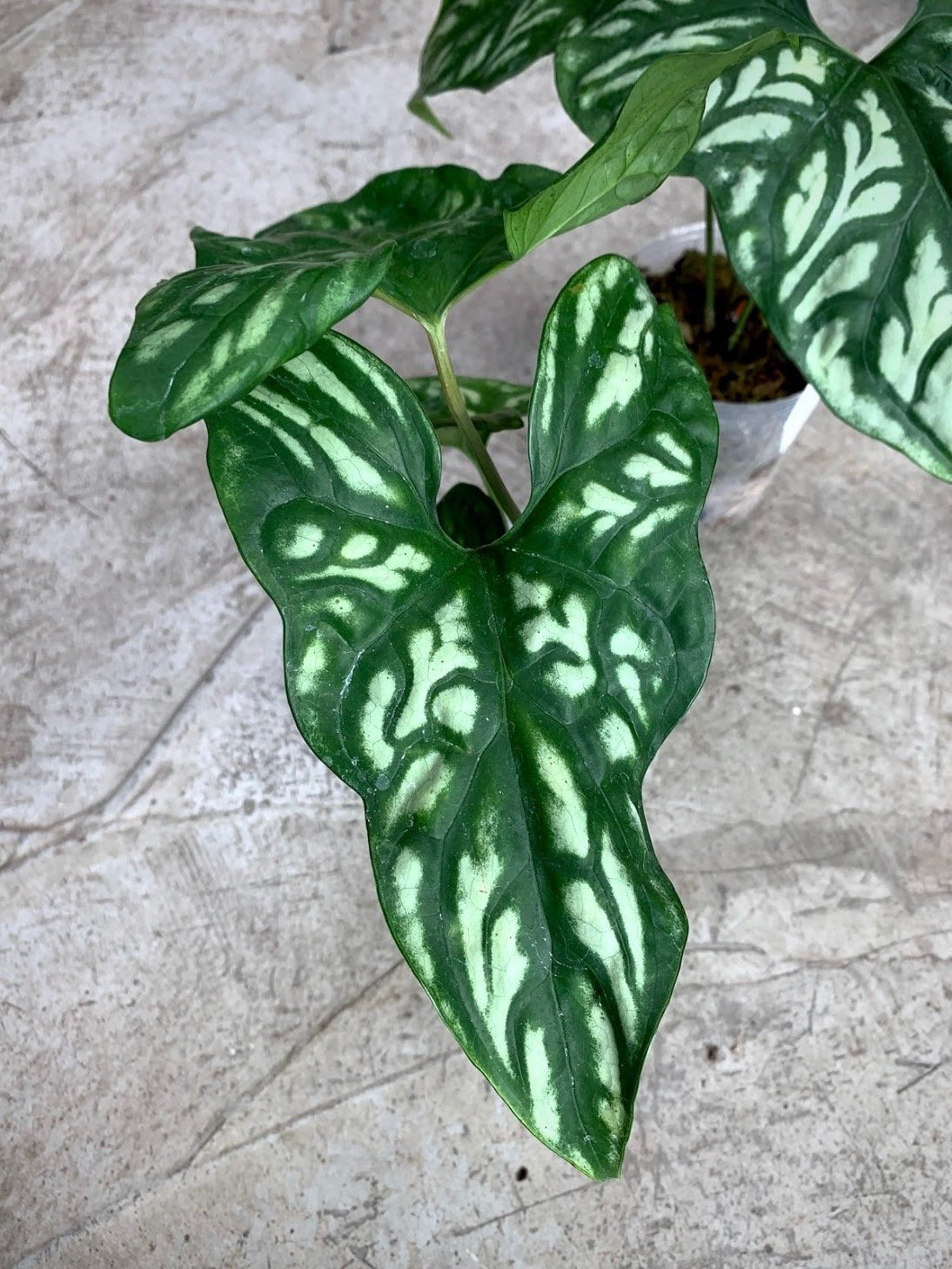 Cercestis mirabilis (Medium Plant)