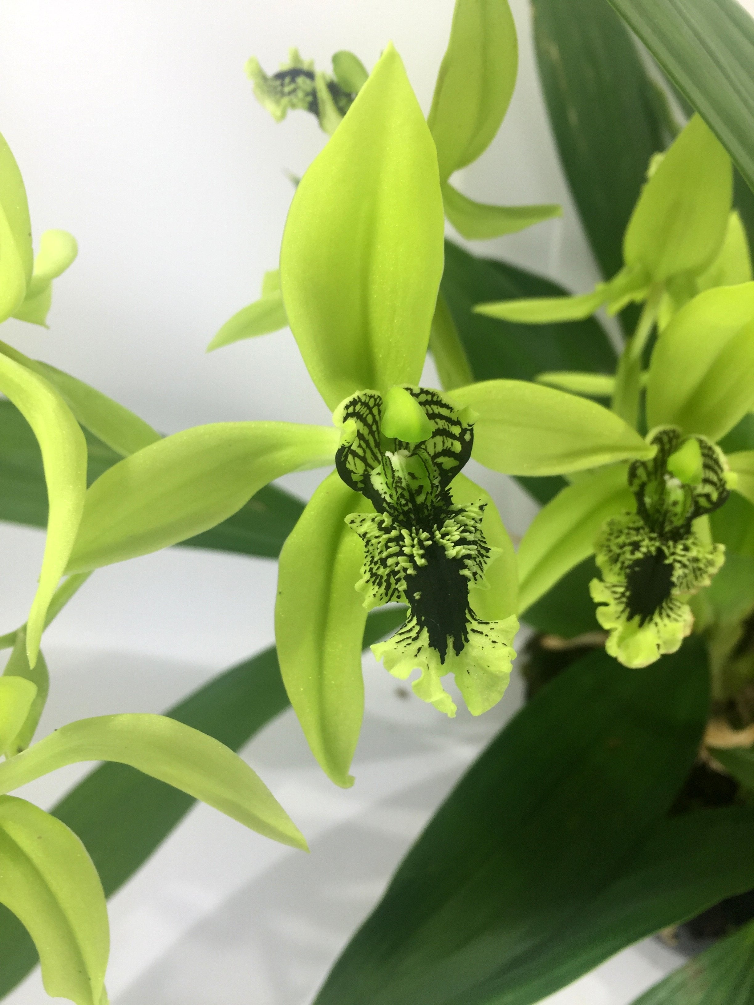 Coelogyne pandurata