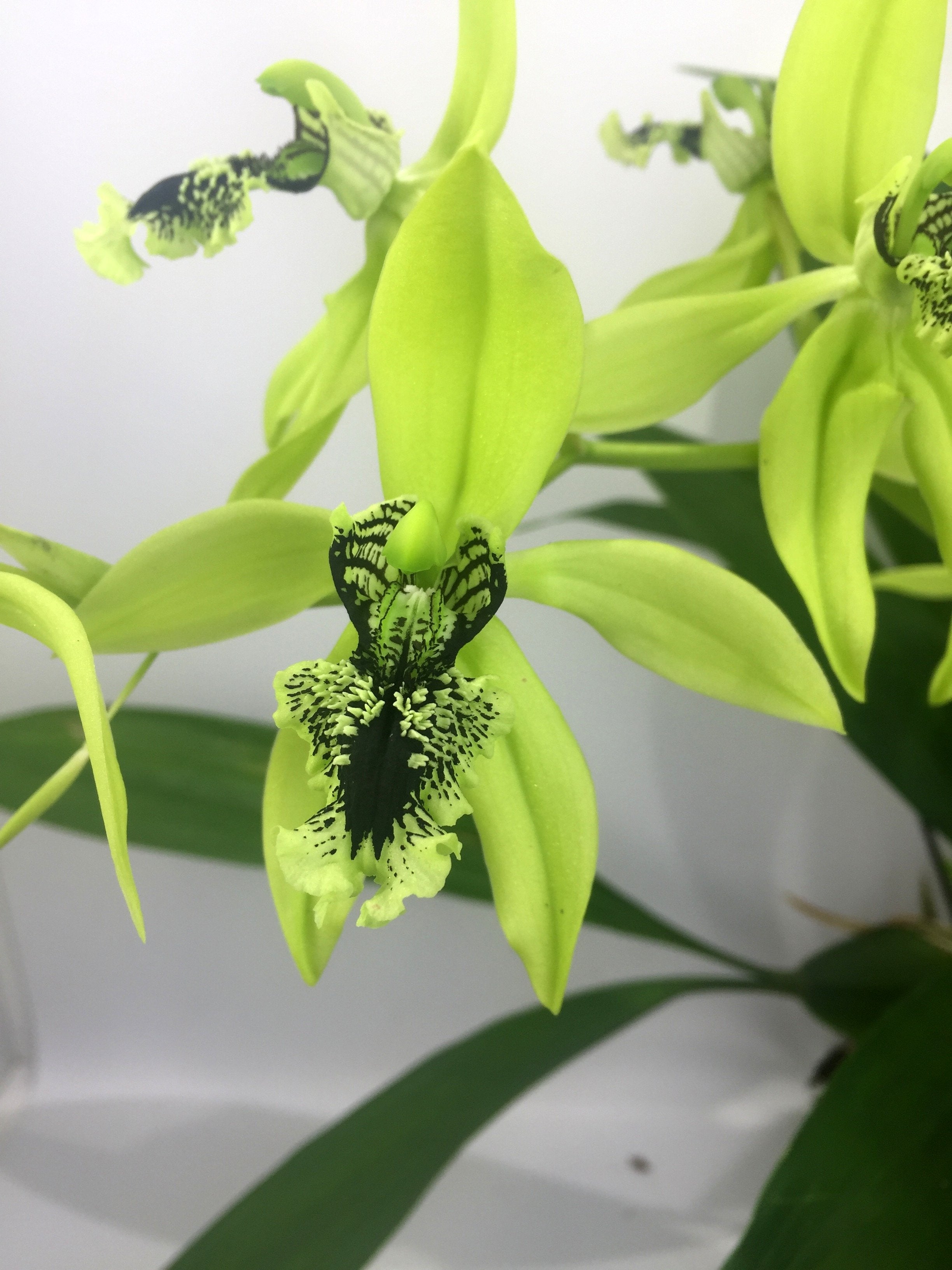 Coelogyne pandurata