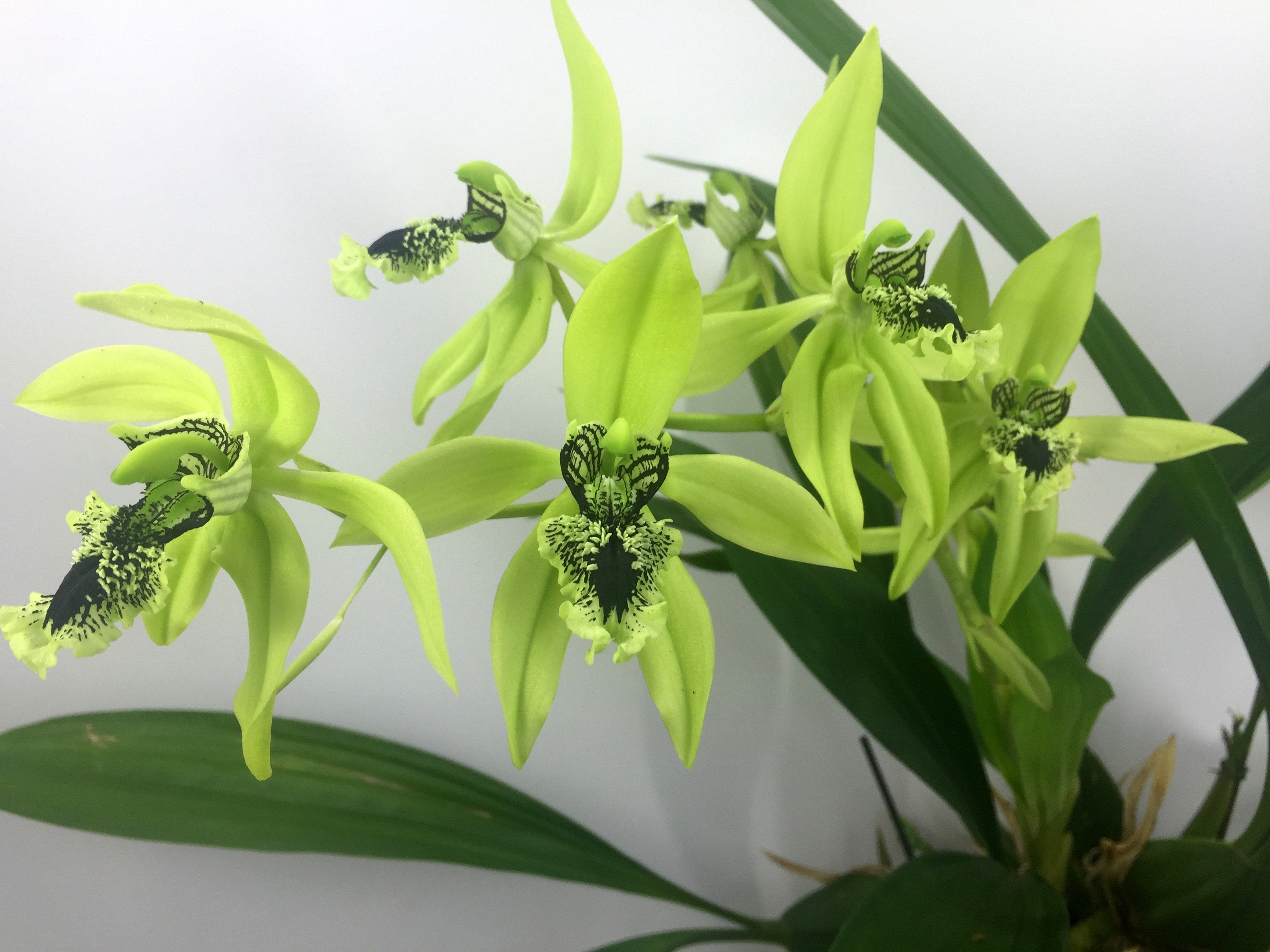 Coelogyne pandurata