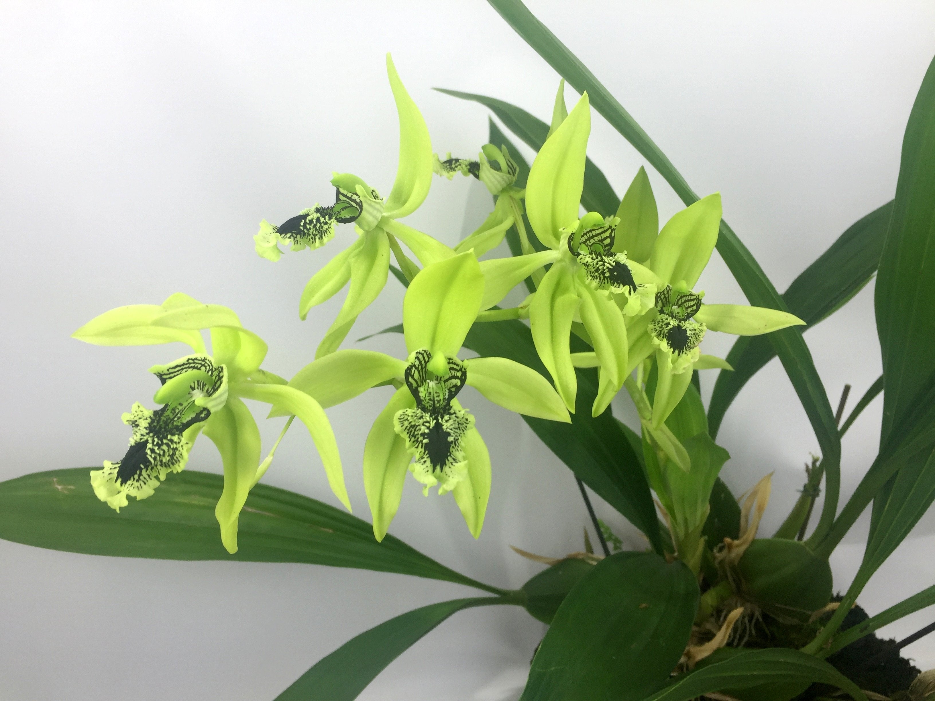 Coelogyne pandurata