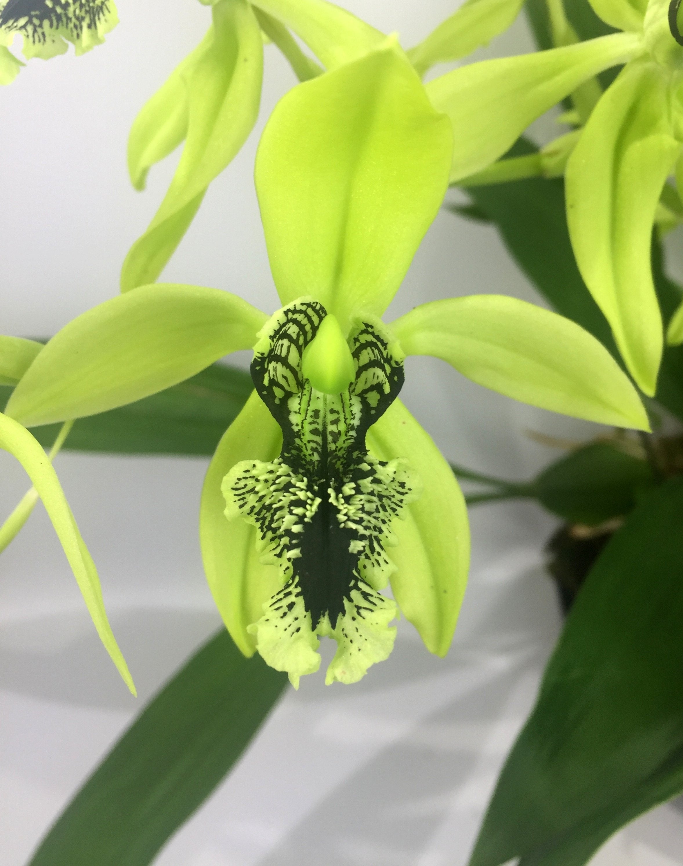 Coelogyne pandurata