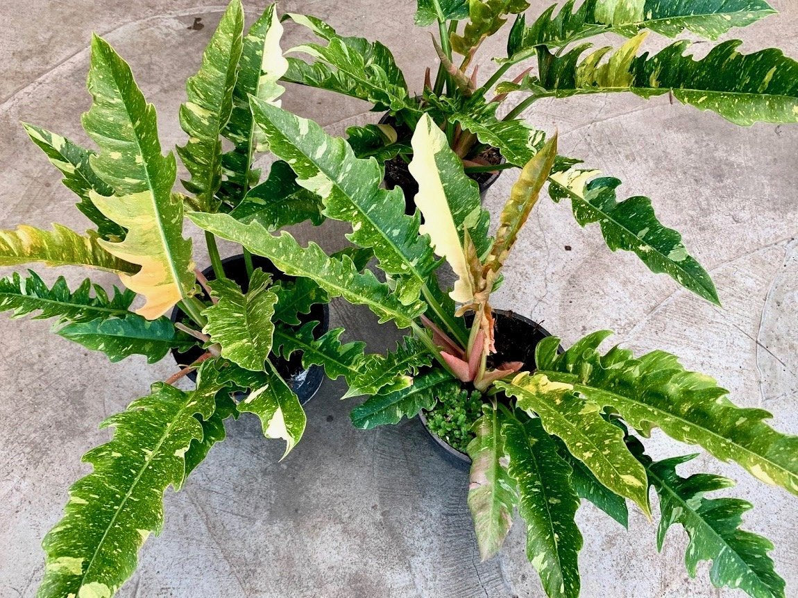 Philodendron "Ring Of Fire" 4 Leaves (Small Plant)