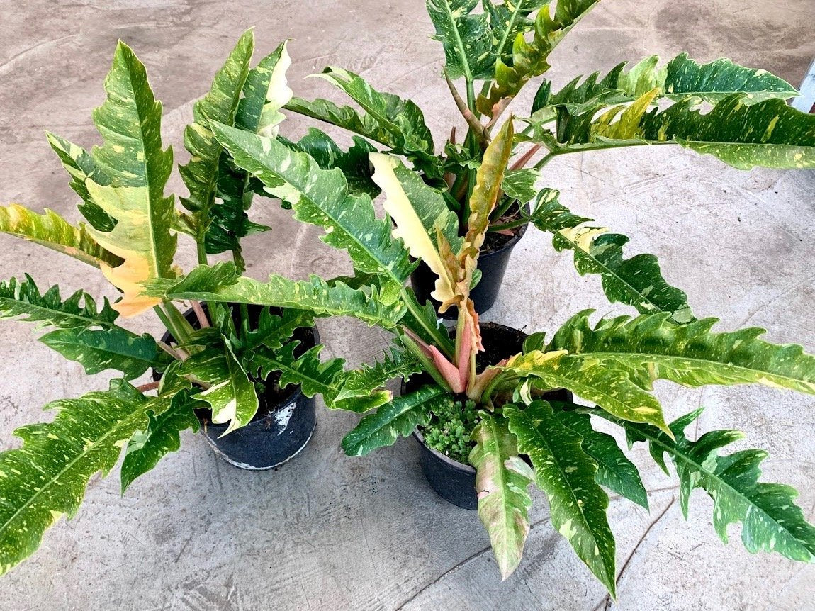 Philodendron "Ring Of Fire" 5-7 Leaves