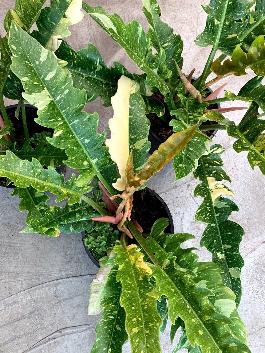 Philodendron "Ring Of Fire" 5-7 Leaves