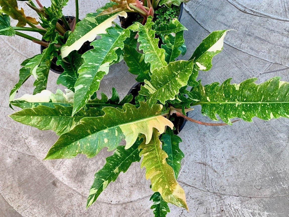 Philodendron "Ring Of Fire" 5-7 Leaves