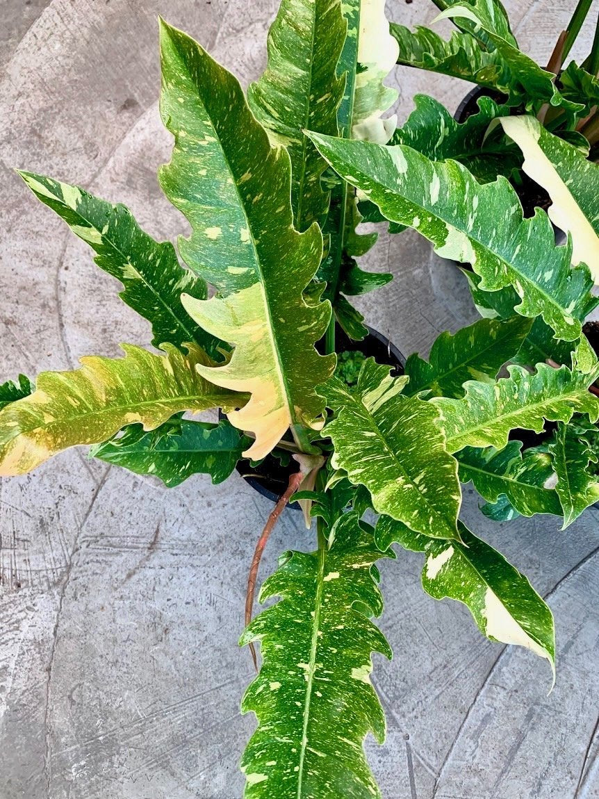 Philodendron "Ring Of Fire" 5-7 Leaves