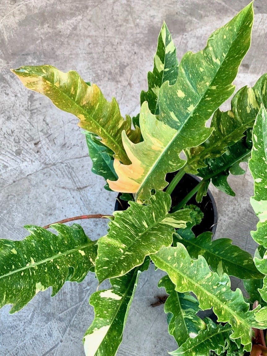 Philodendron "Ring Of Fire" 5-7 Leaves