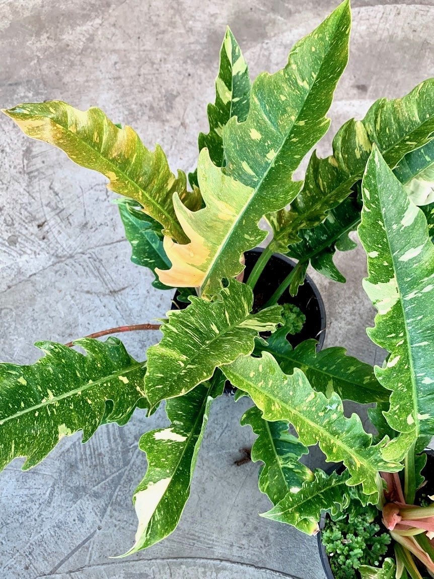 Philodendron "Ring Of Fire" 4 Leaves (Small Plant)