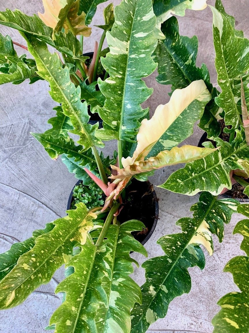 Philodendron "Ring Of Fire" 4 Leaves (Small Plant)