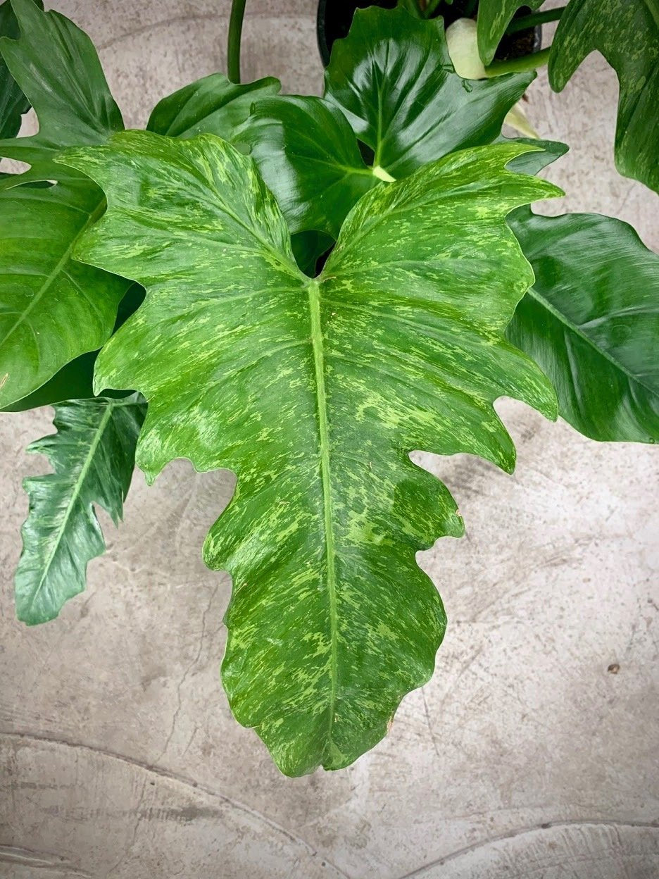Philodendron "Golden Dragon" Big plant