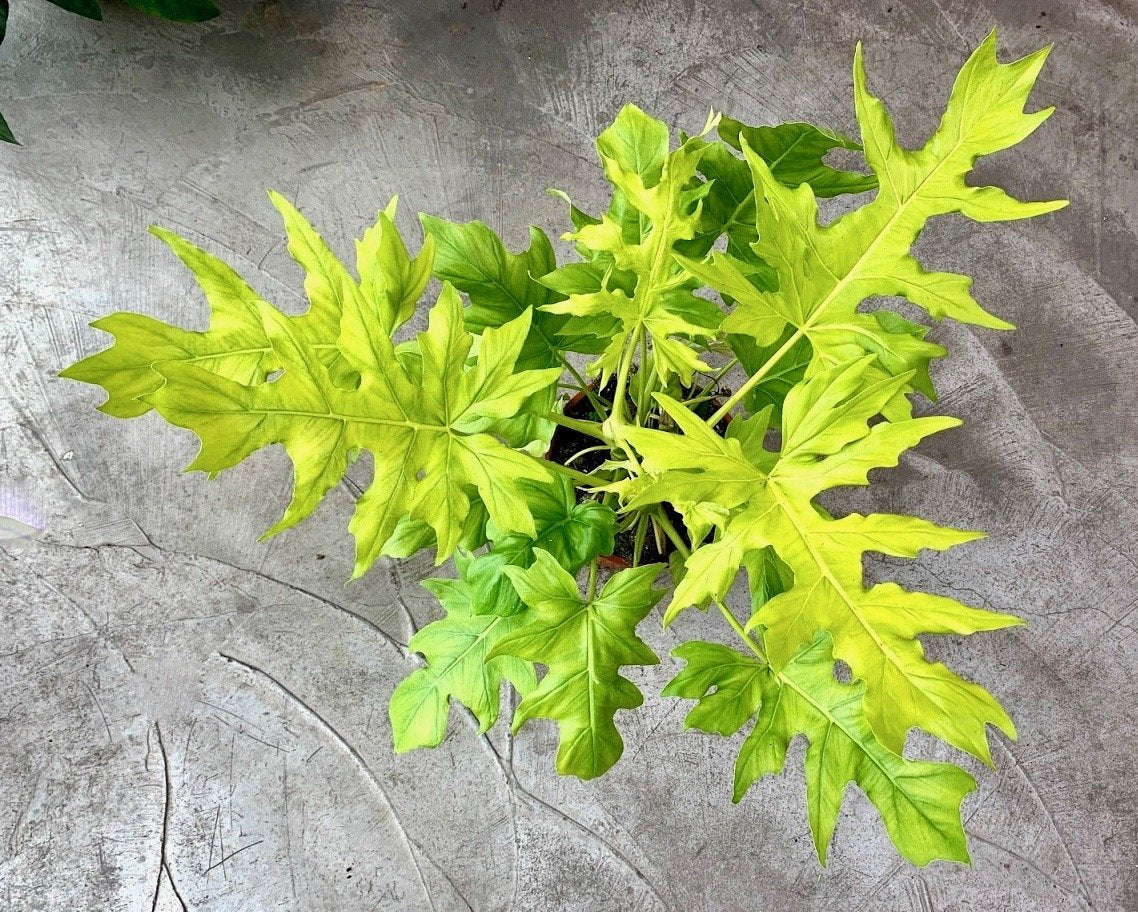 Philodendron warscewiczii Aurea Flavum