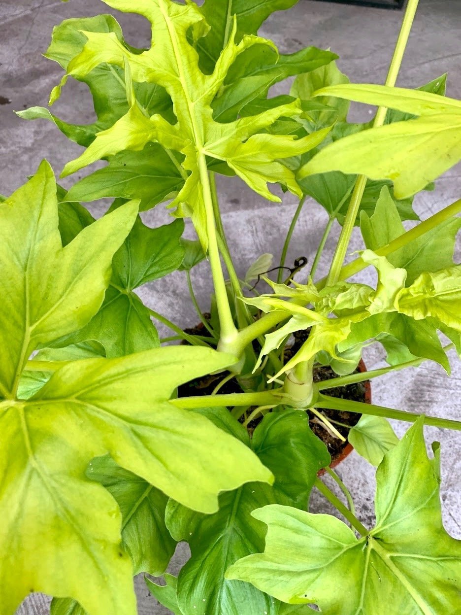 Philodendron warscewiczii Aurea Flavum