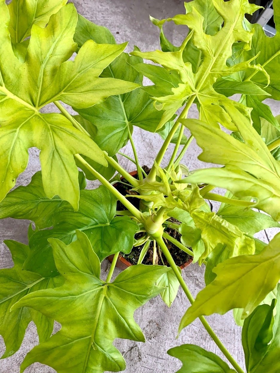 Philodendron warscewiczii Aurea Flavum