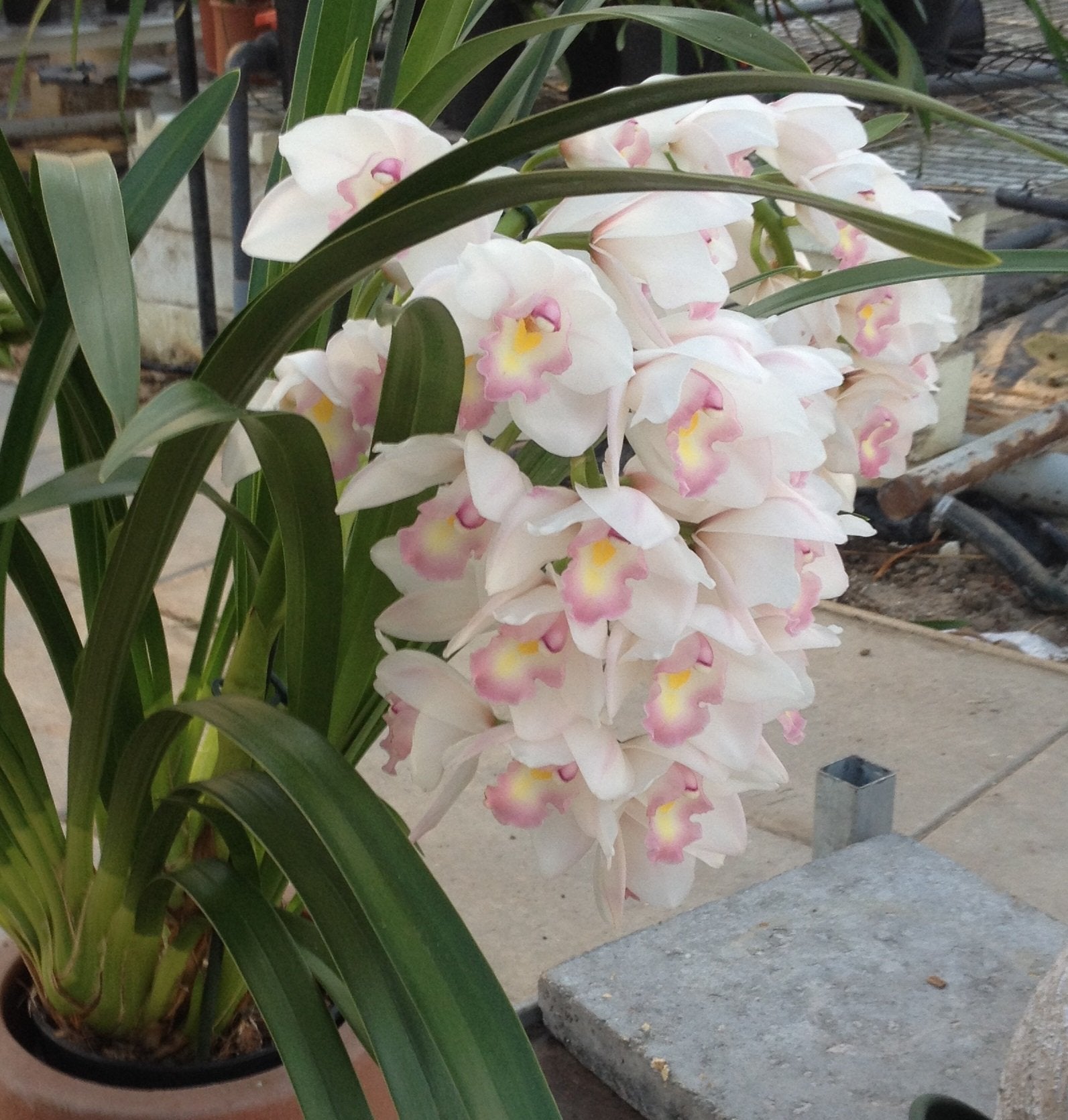 Cymbidium Lovely Smile "Angel Feather"