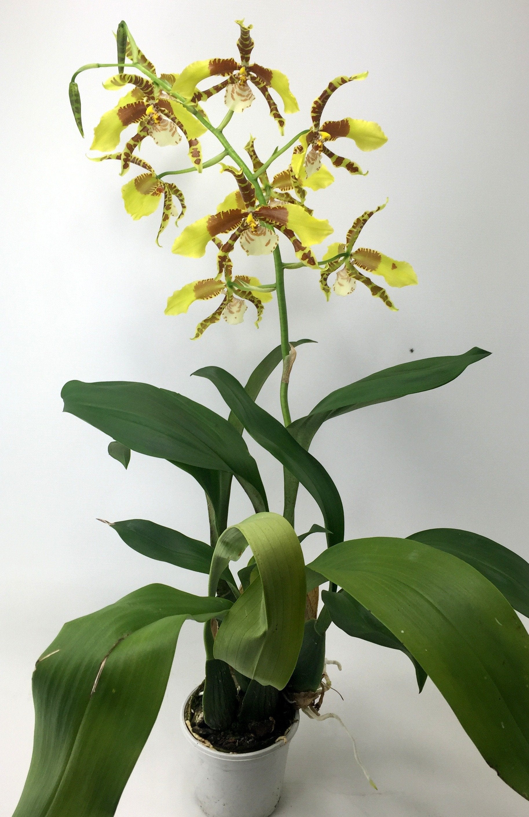 Odontoglossum Rawdon Jester "XXL Big"
