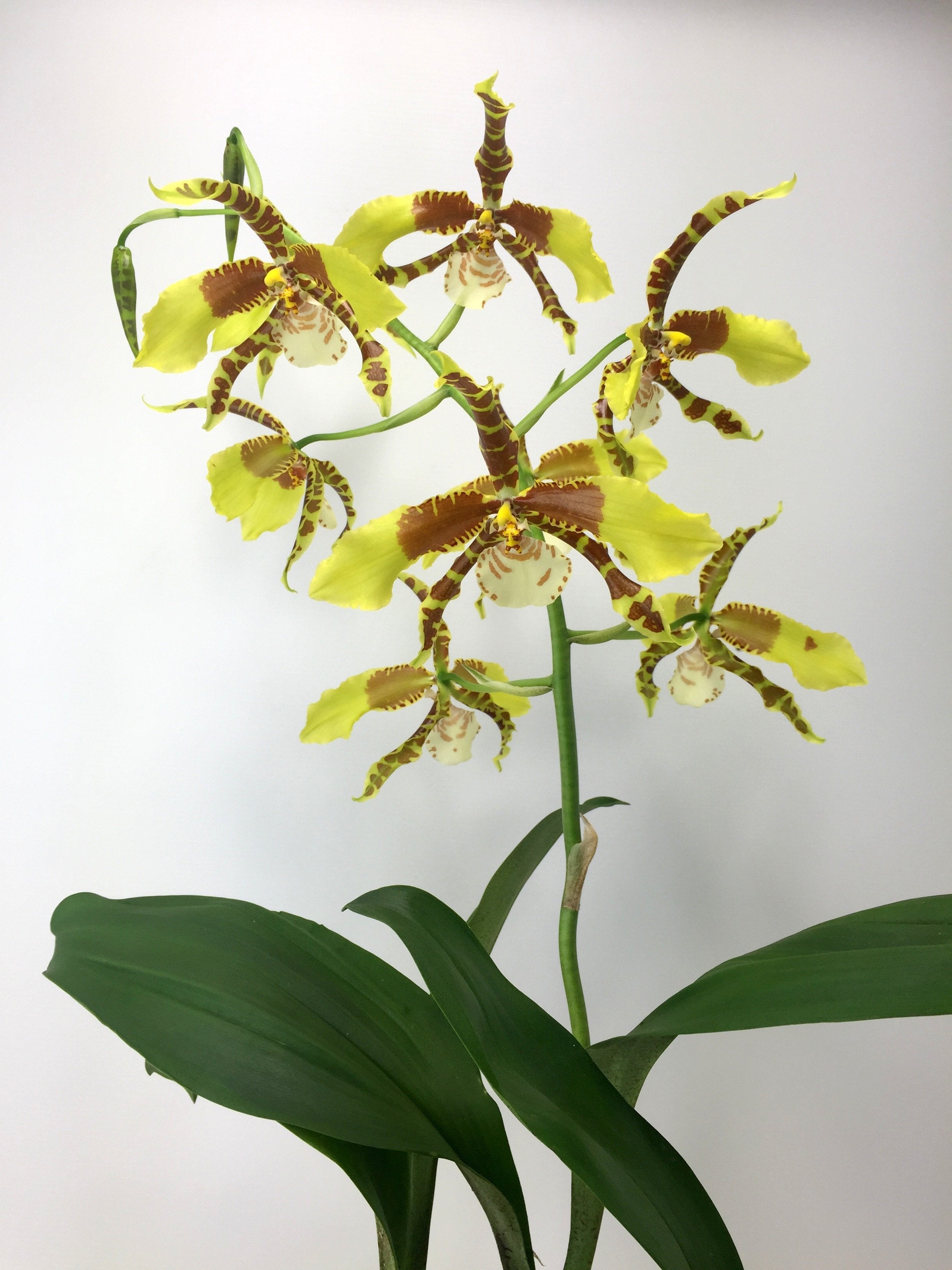 Odontoglossum Rawdon Jester "XXL Big"