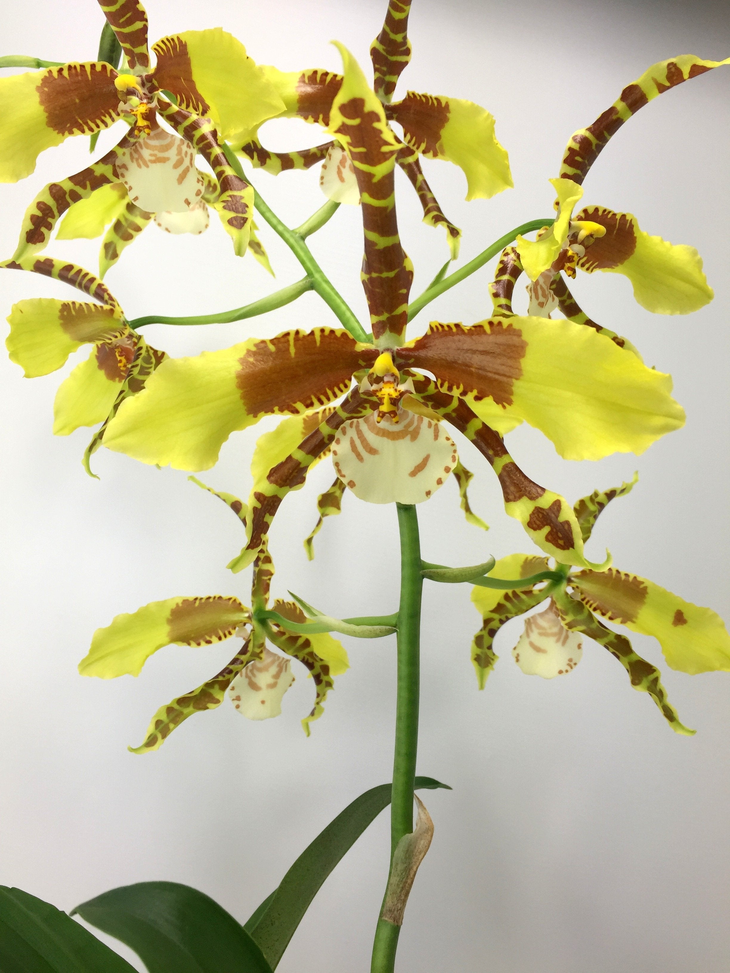 Odontoglossum Rawdon Jester "XXL Groß"