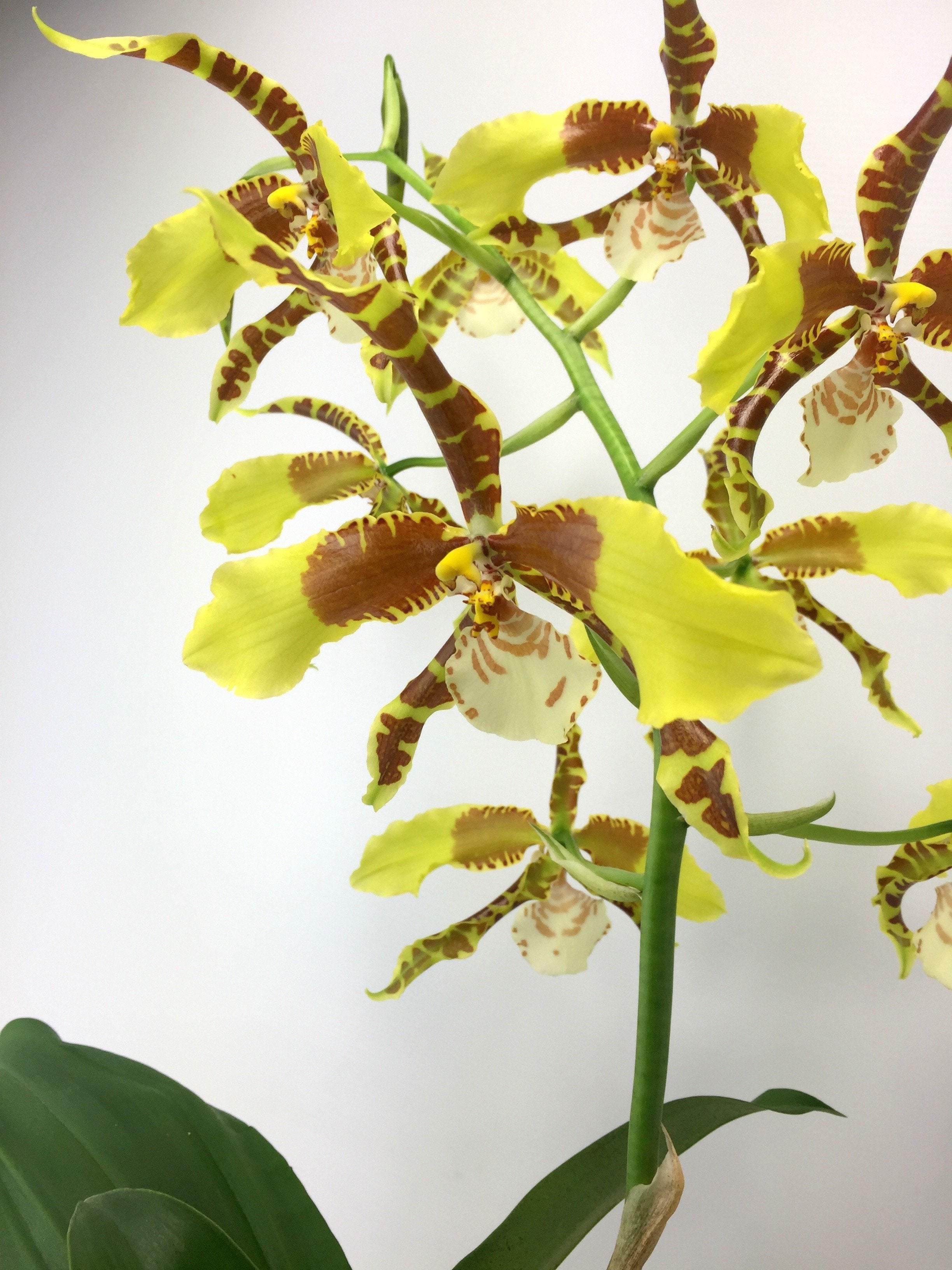 Odontoglossum Rawdon Jester "XXL Big"