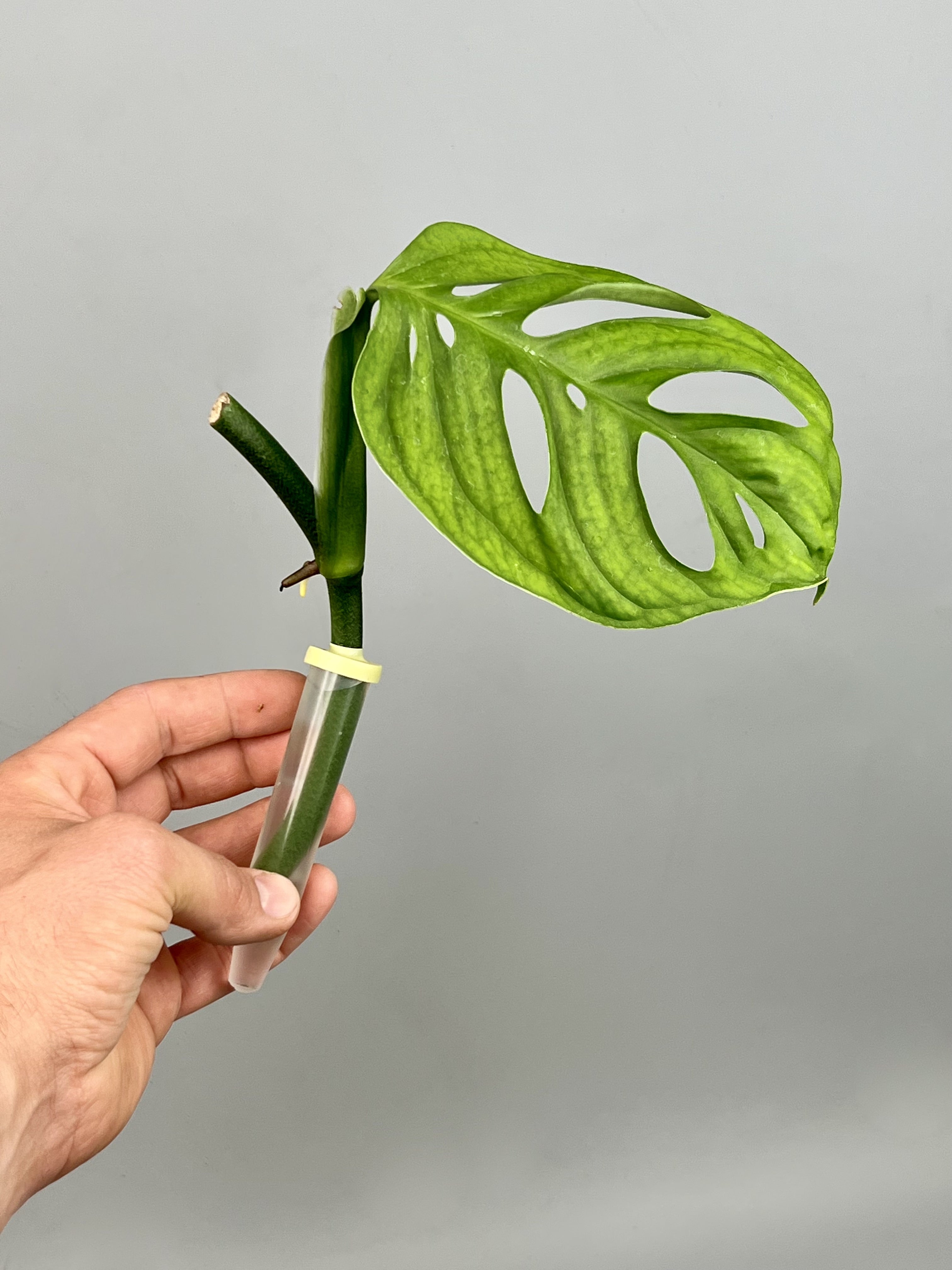 Monstera epipremnoides "Esqueleto" (1 Leaf Cutting)