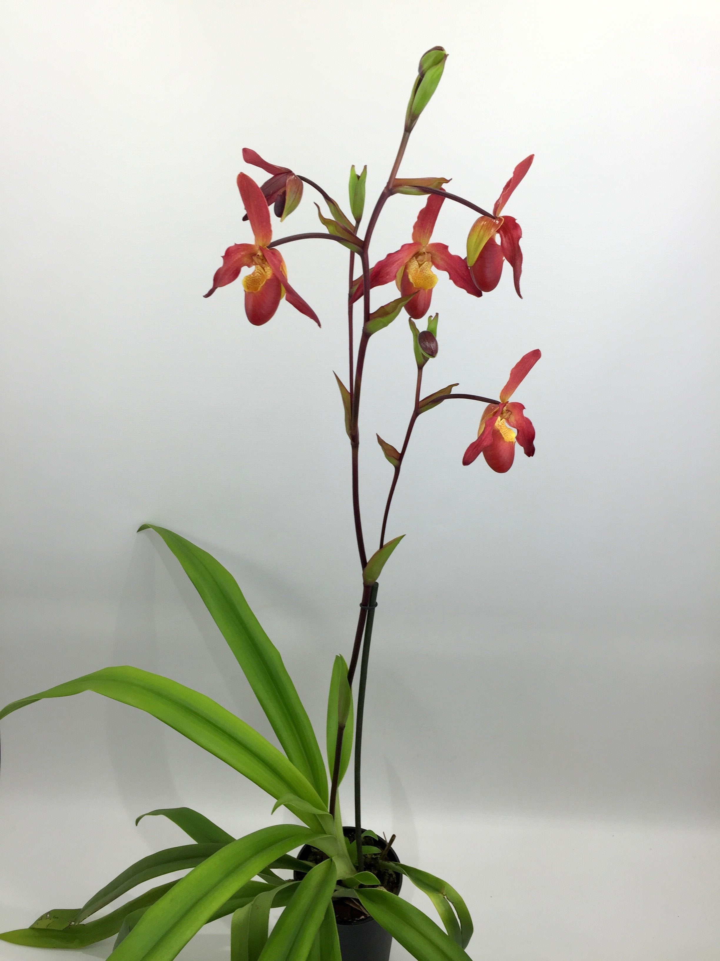 Phragmipedium Living Fire "Big Plant"