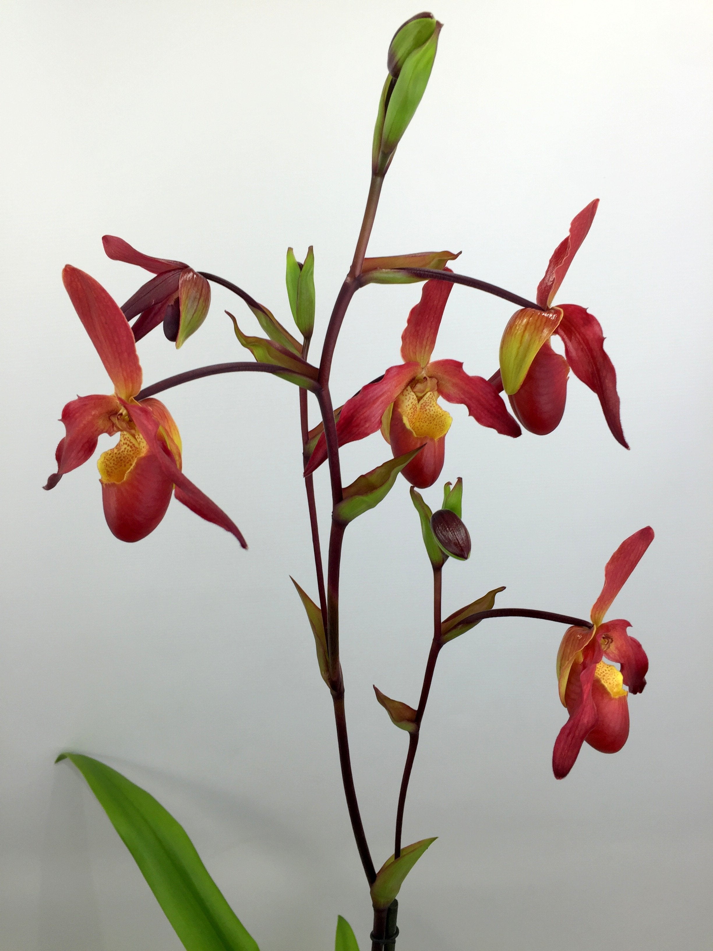 Phragmipedium Living Fire "Big Plant"